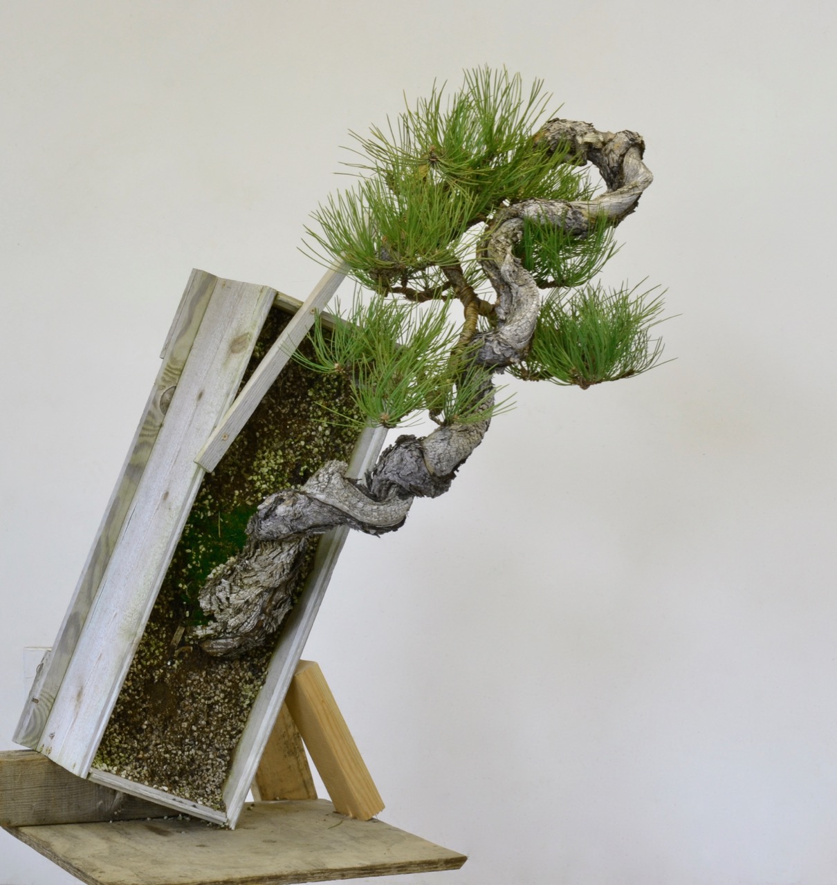 2,520 Degree Ponderosa Pine