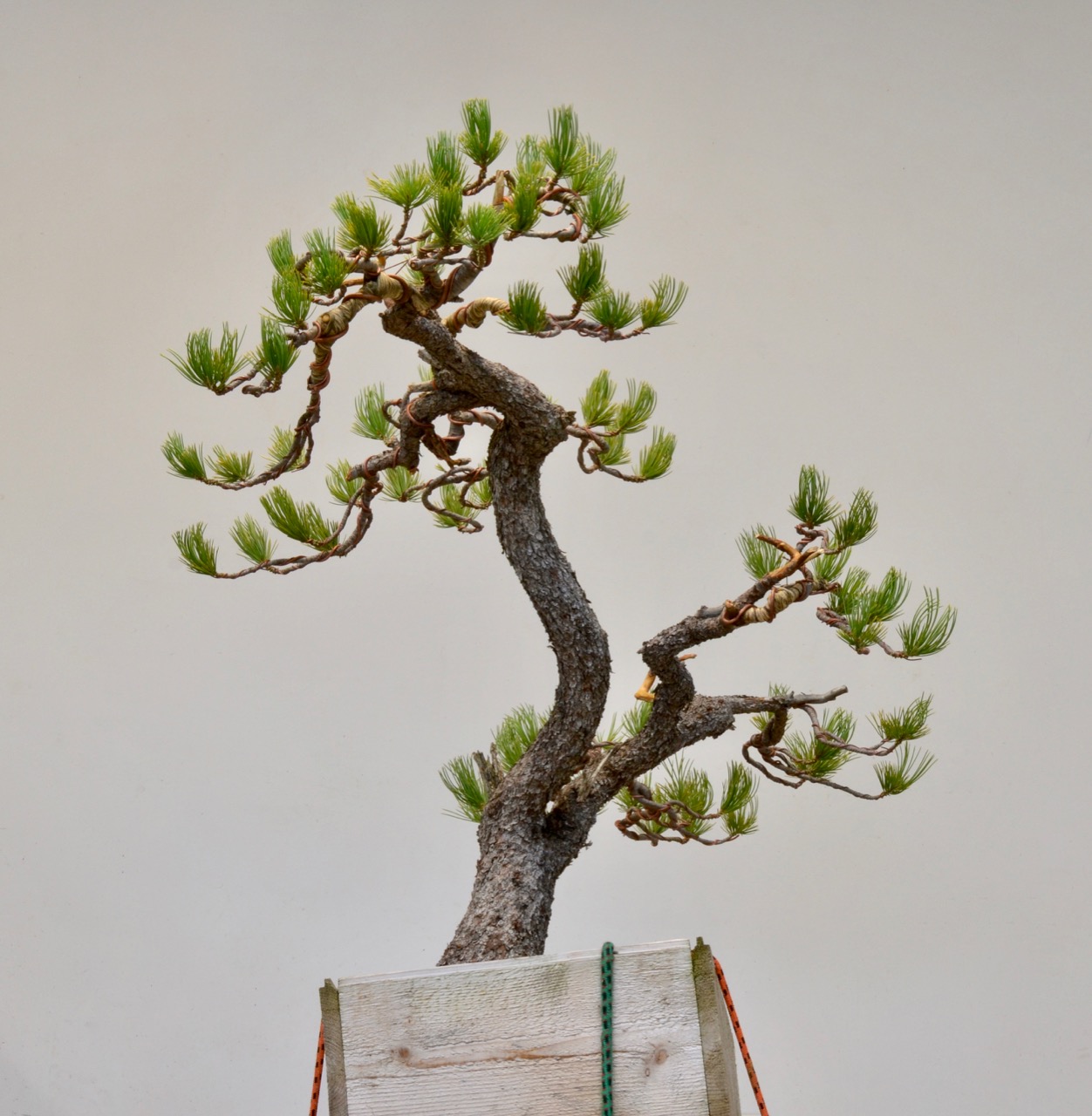 Limber Pine First Styling-