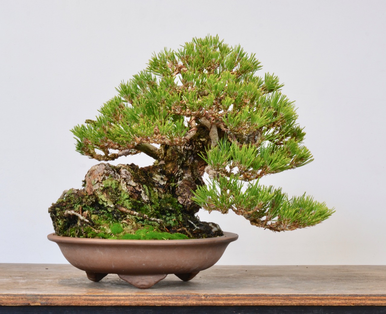 Black pine/Ponderosa Frankie Tree Revisit-