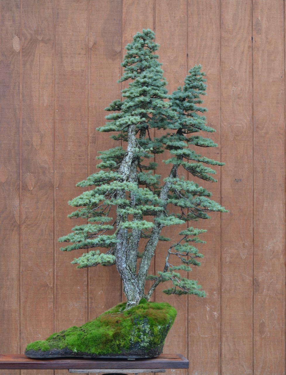 Minimalist Hemlock Styling~