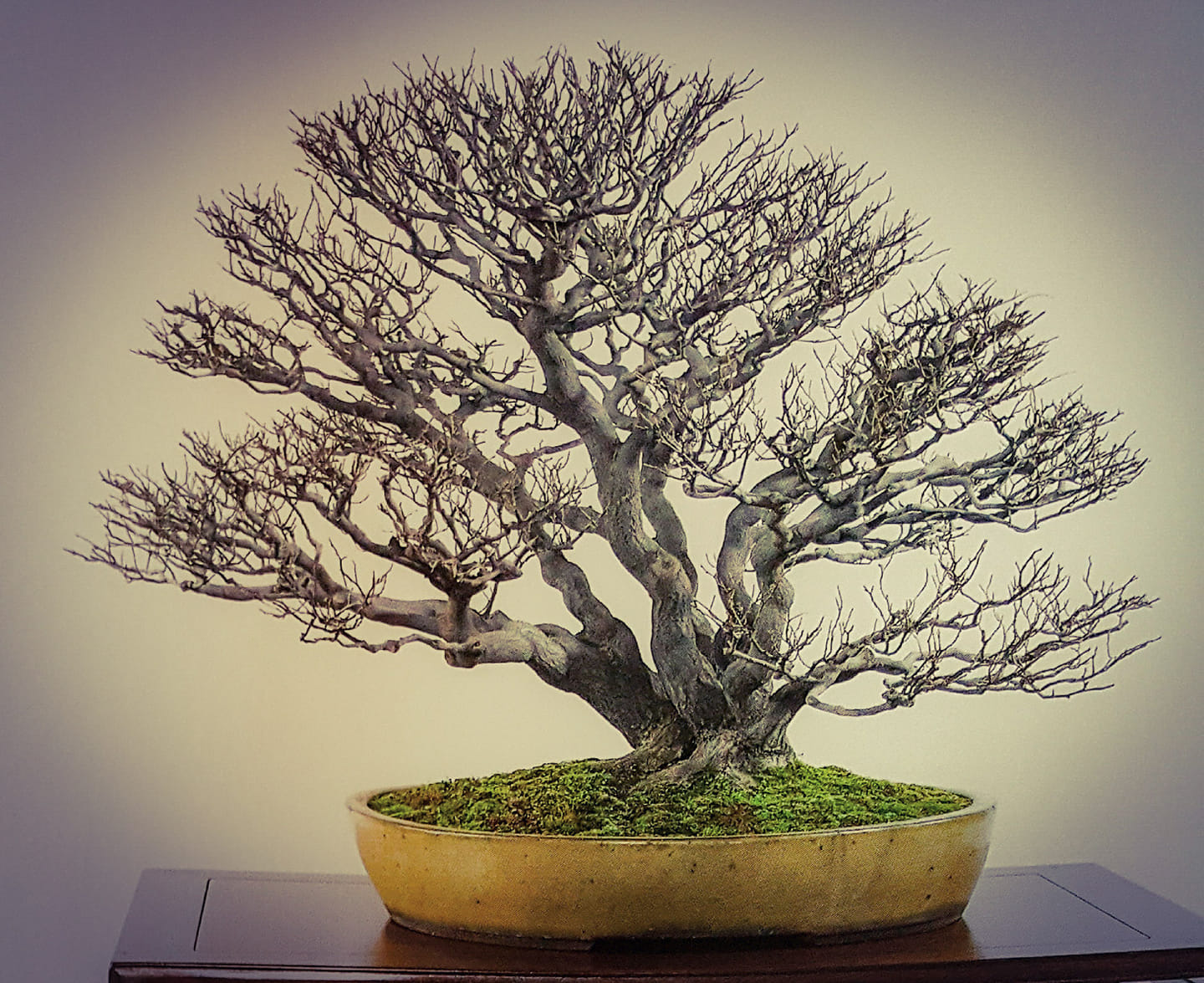 Deciduous Early Development Part IV: Studying Old Styrax