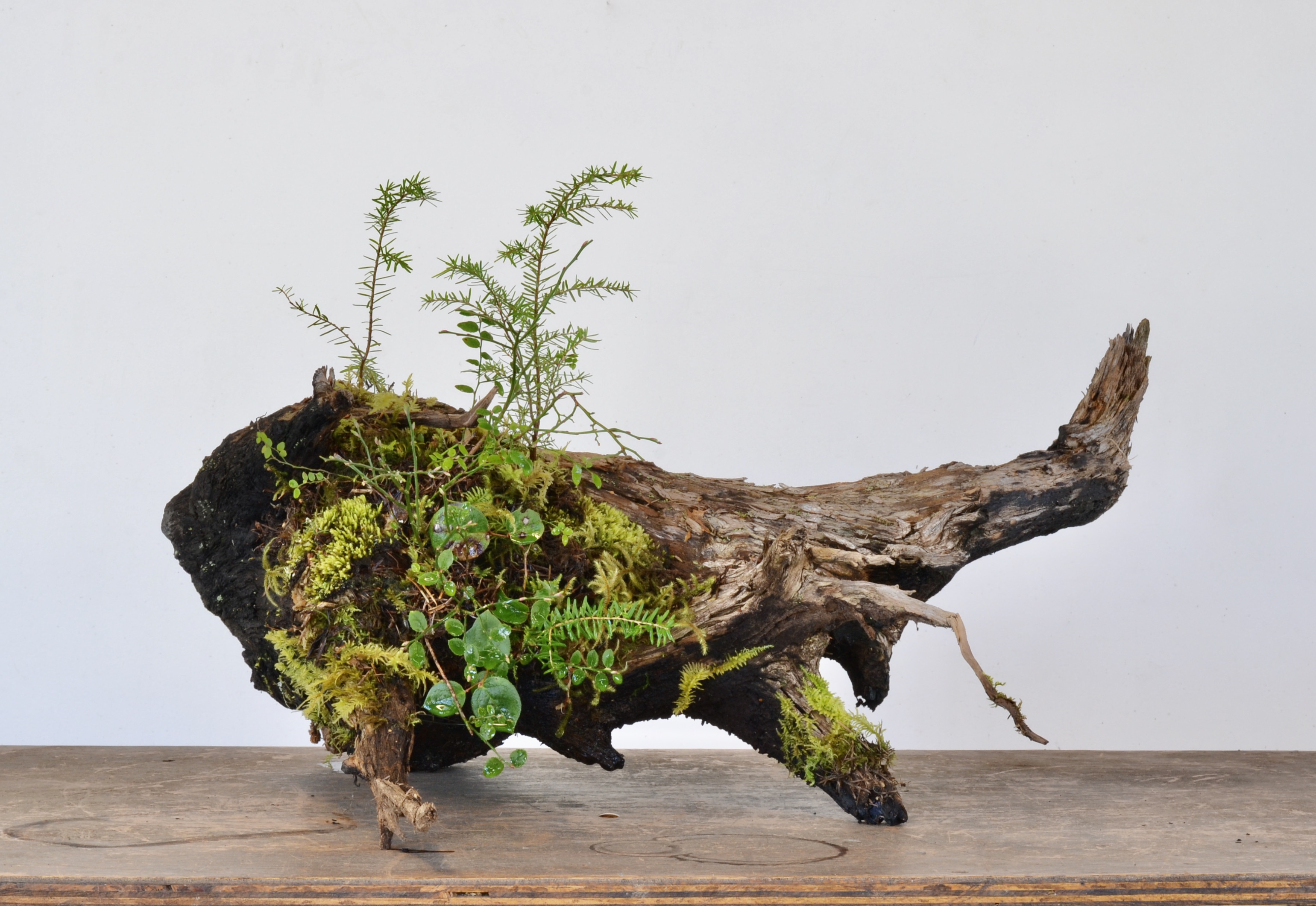 Nurse Log Imagination—Hemlock, Huckleberry, and Salal