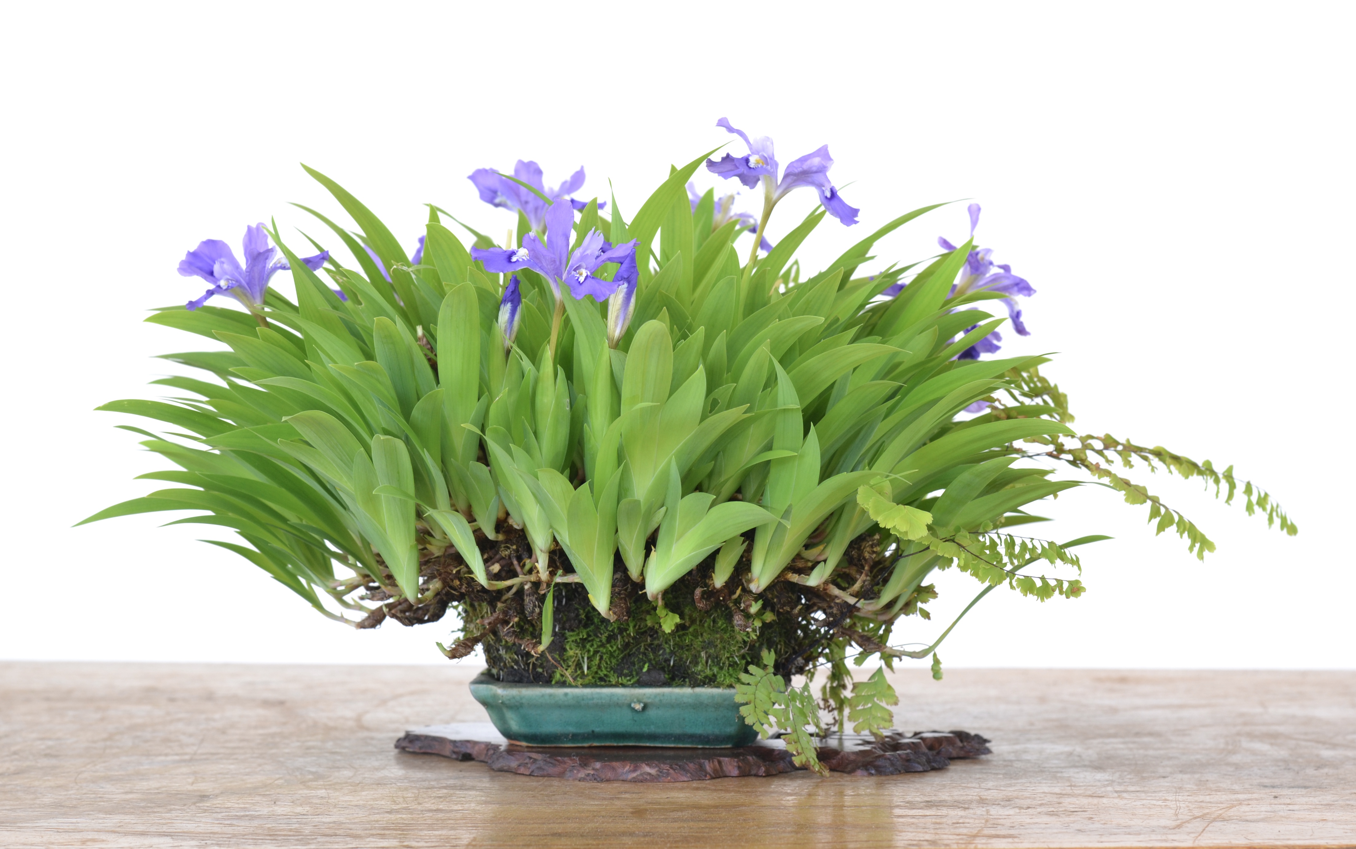 Almost Here: ‘Wild for Accents’ online course–