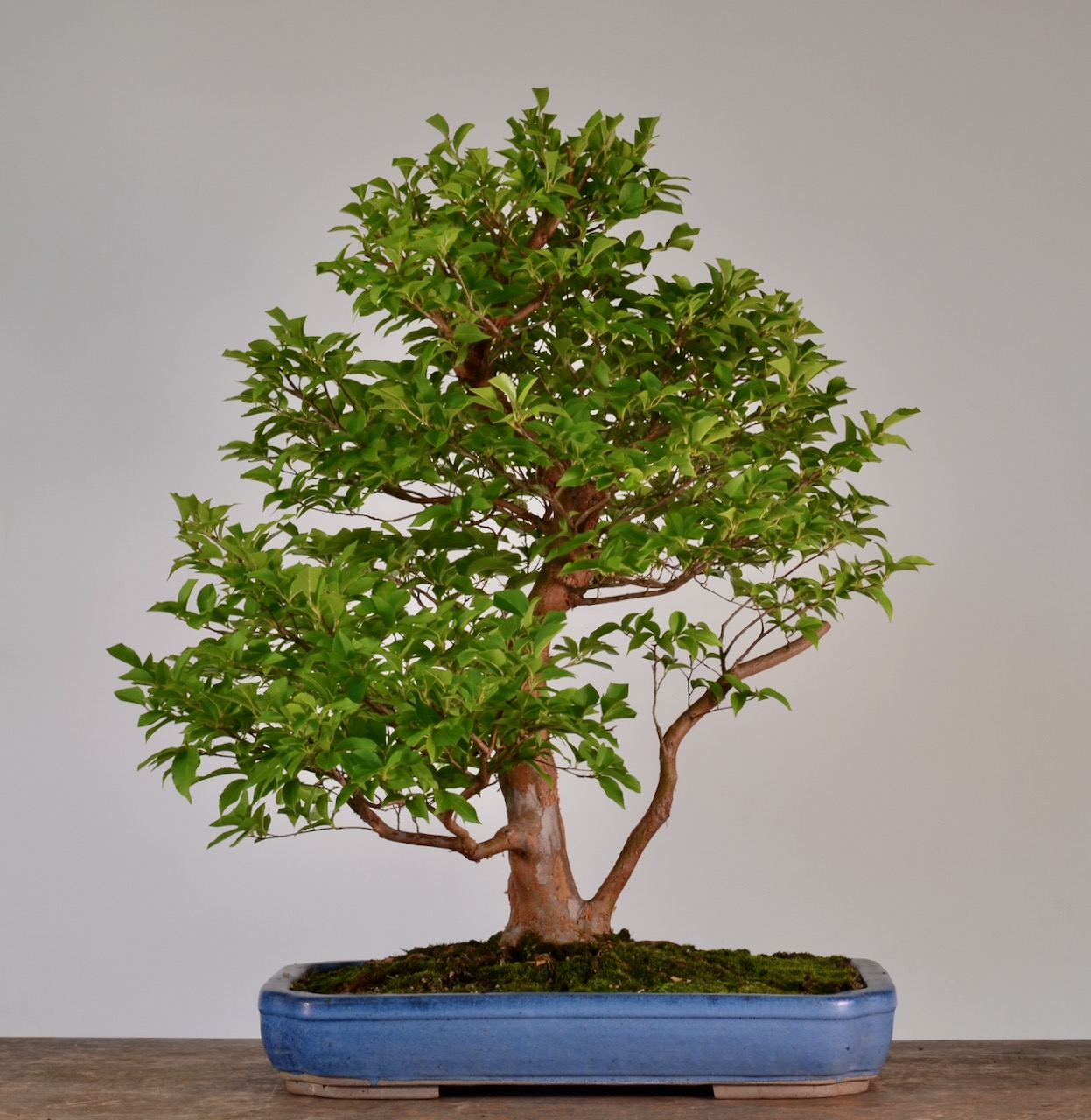 Bonsai Heresy’s Chapter 25 and Last Summer Pruning Date