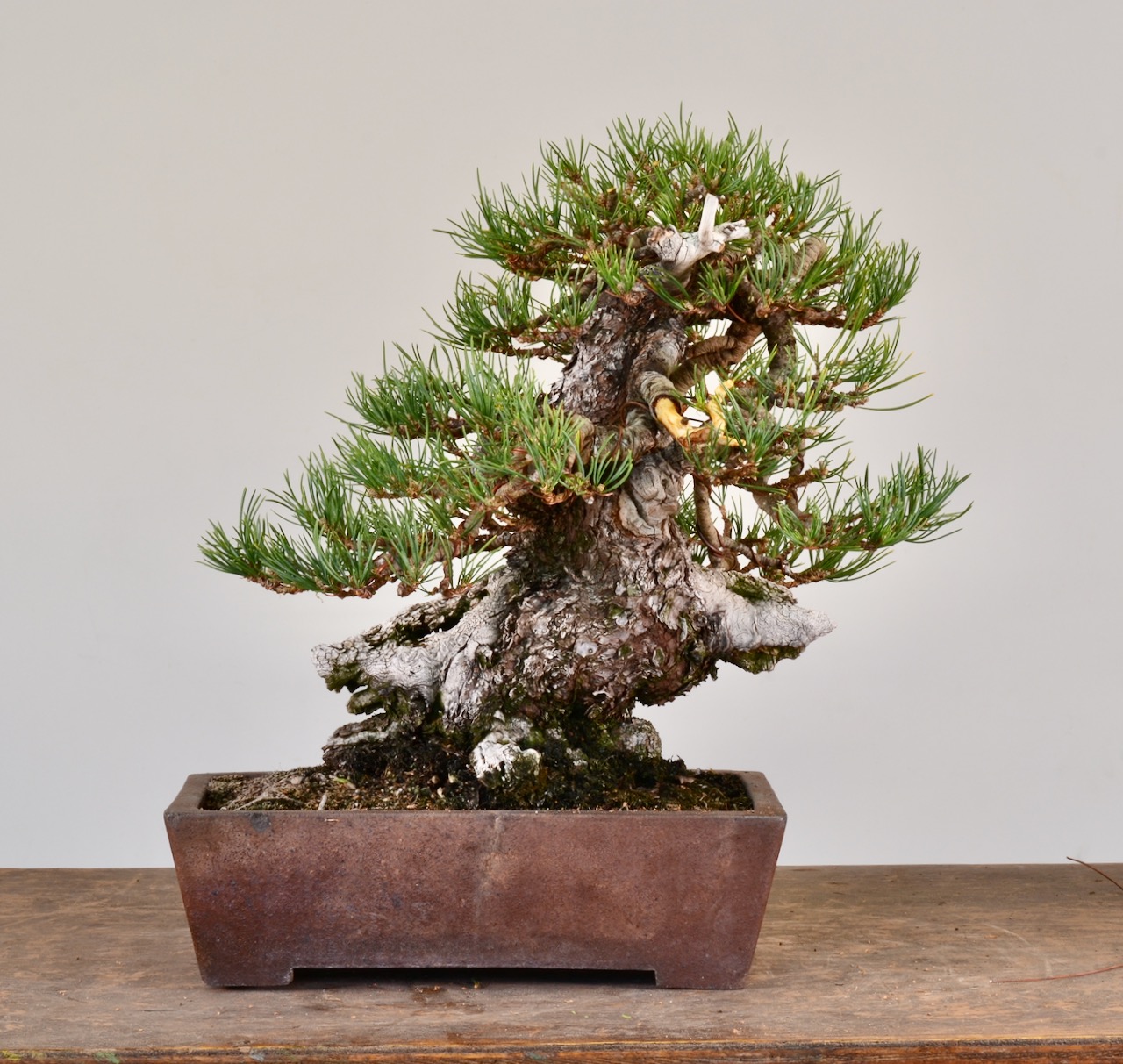 Squatty Limber Pine Styling-