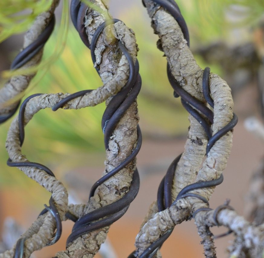 Ponderosa Pine—With Same Wire for 10 Years