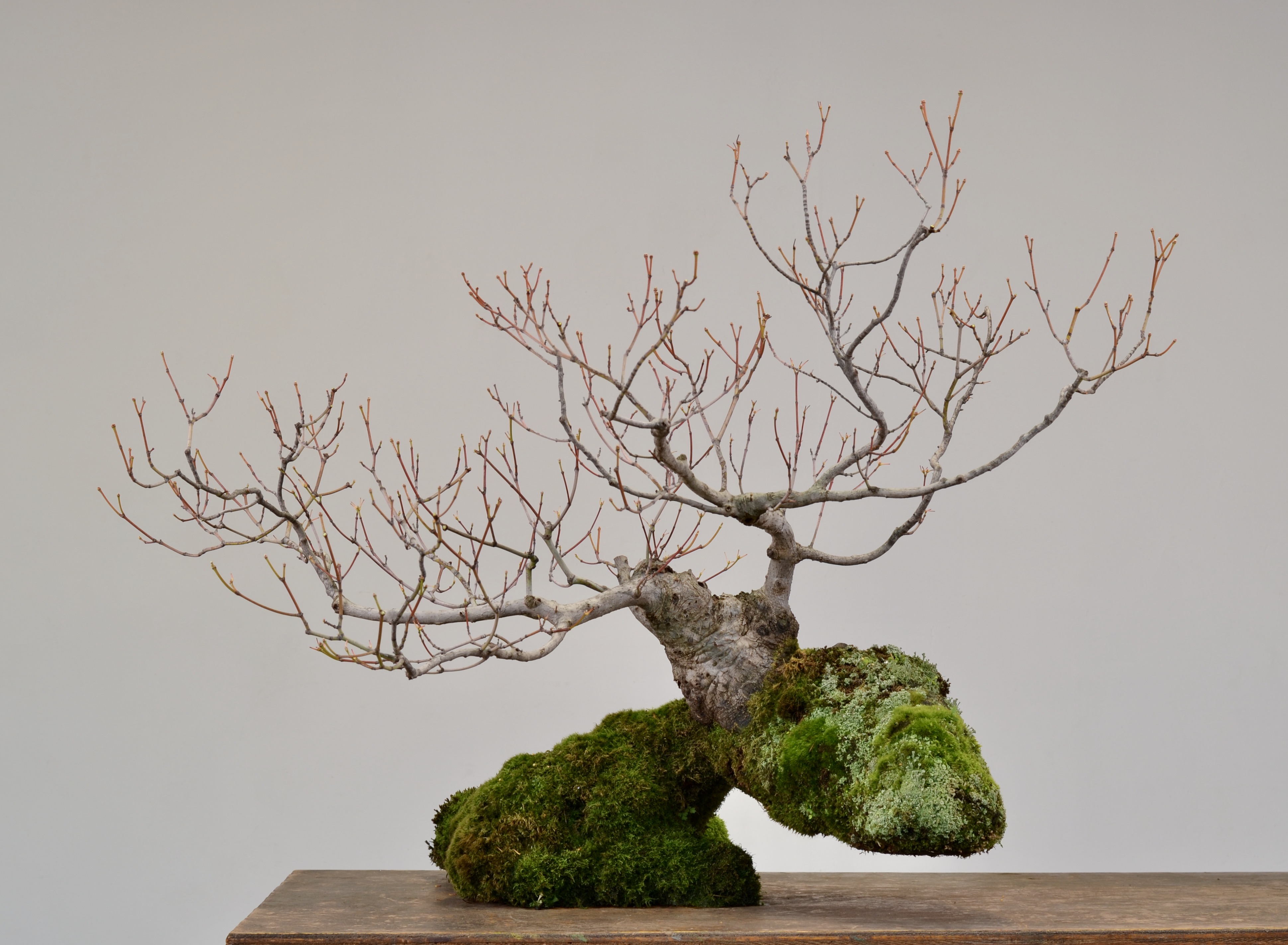 Vine Maple ‘Boot’ Revisit-