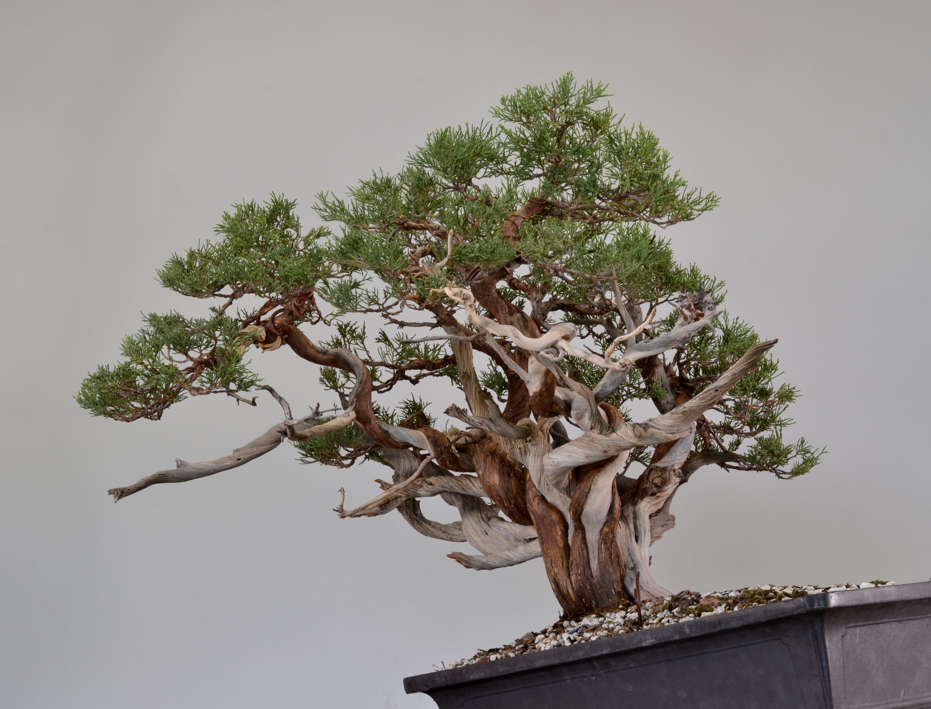 Tree-like Juniper Styling