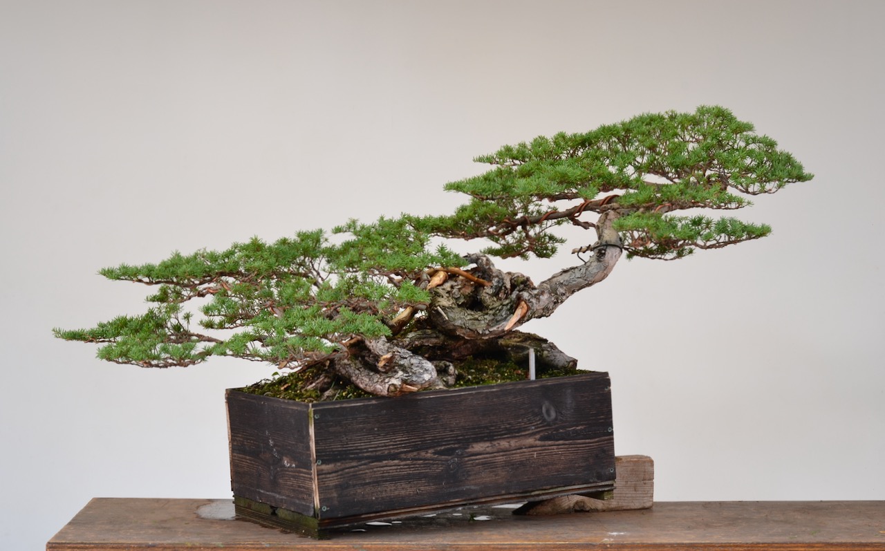 Windy Mountain Hemlock Styling