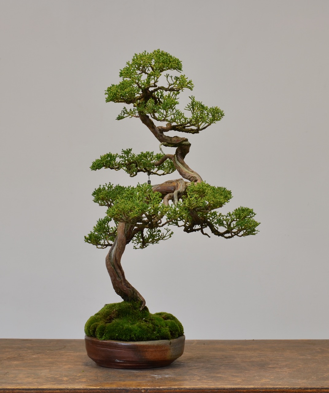 ‘This Is The Tree I’ve Had The Longest’