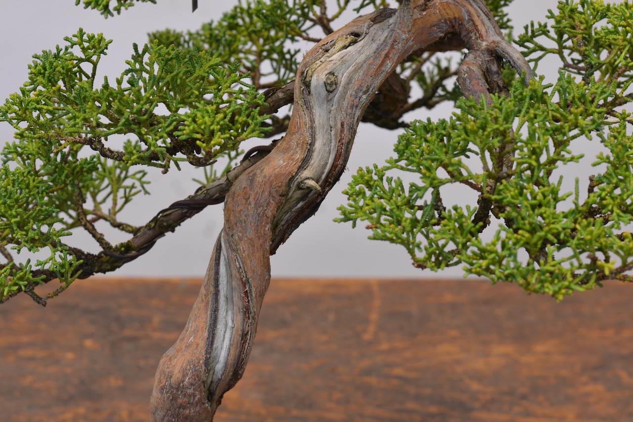 ‘This Is The Tree I’ve Had The Longest’ | Michael Hagedorn