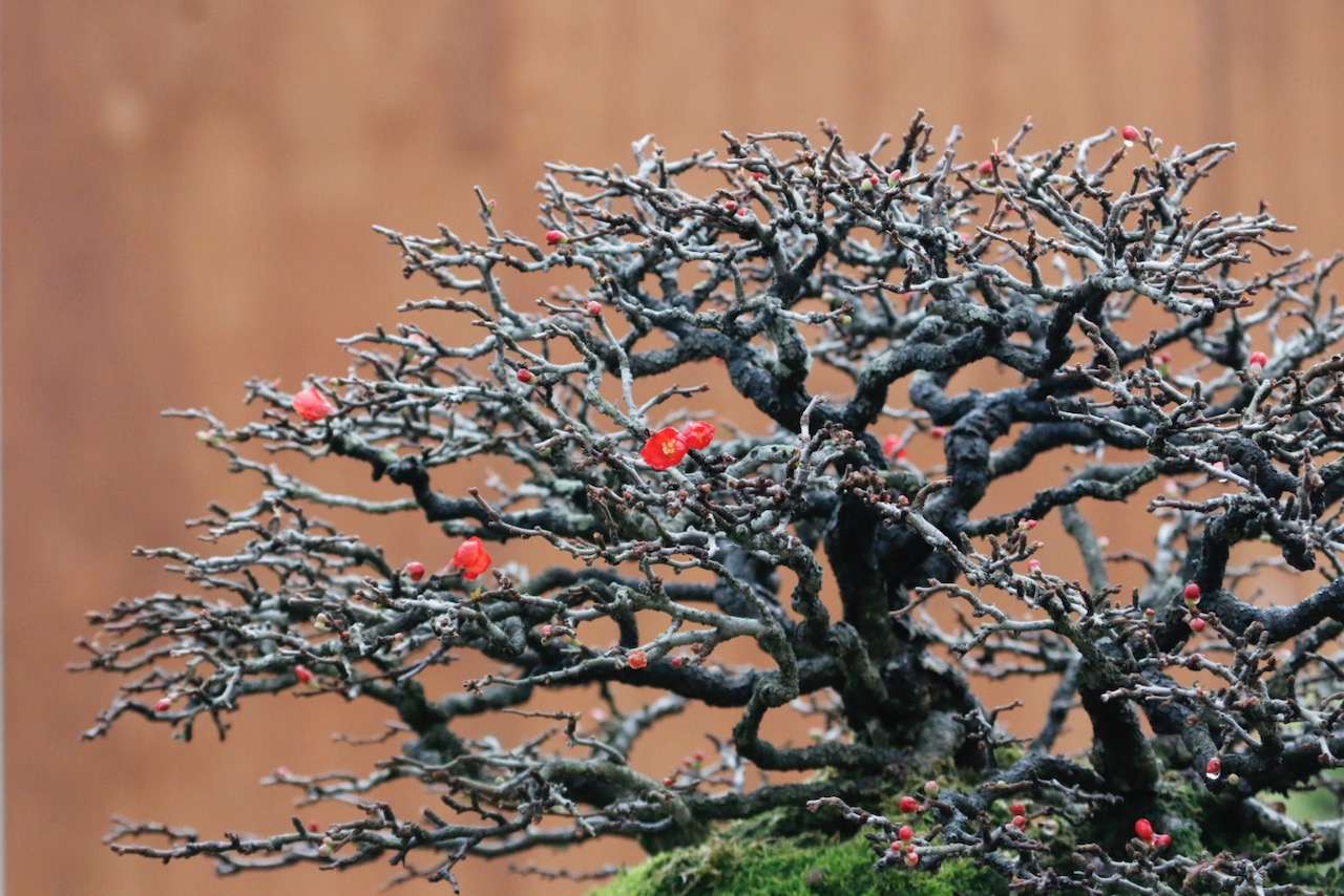 Focus on Fall Pruning: Chojubai