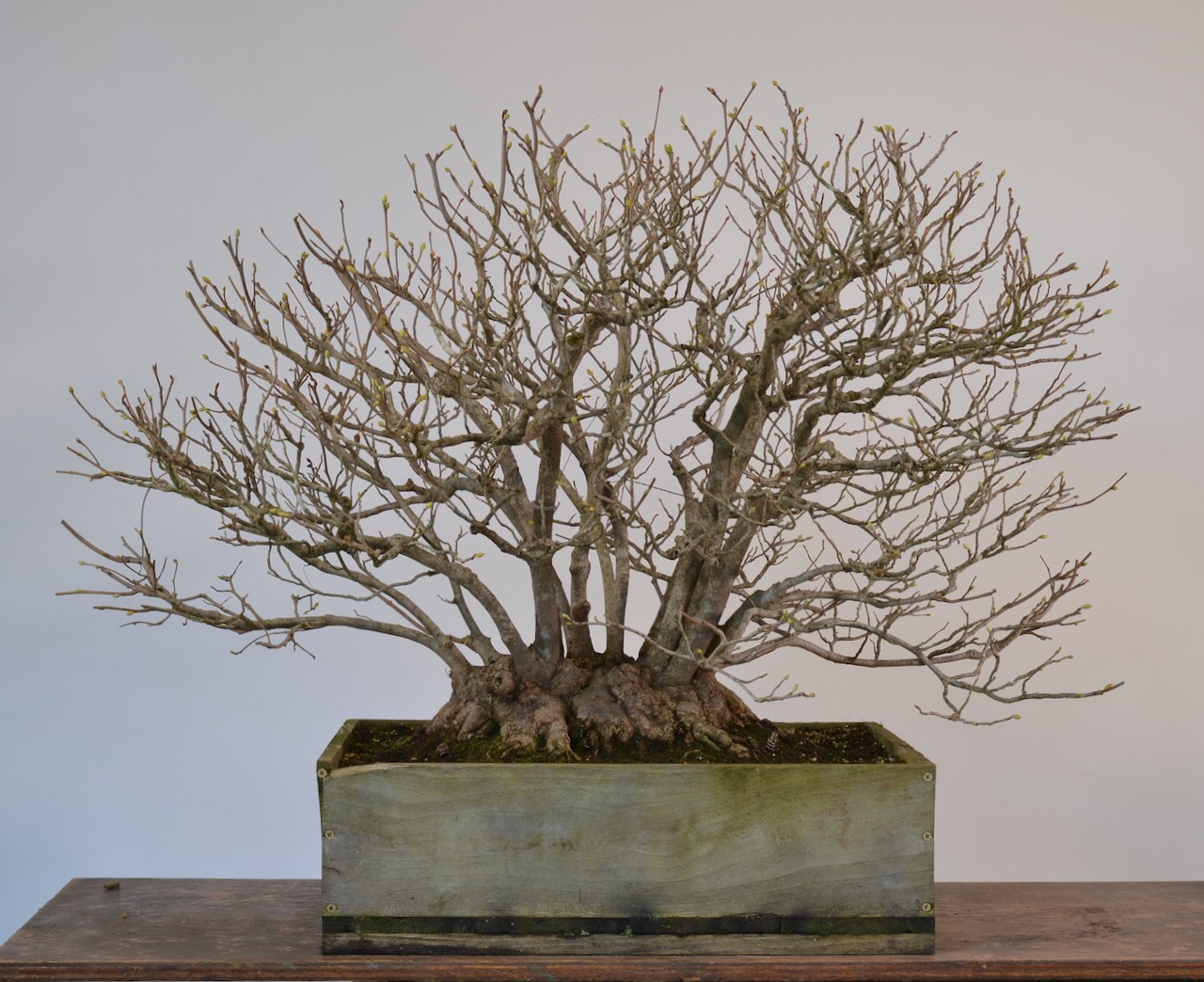 Winter Hazel Revisit-