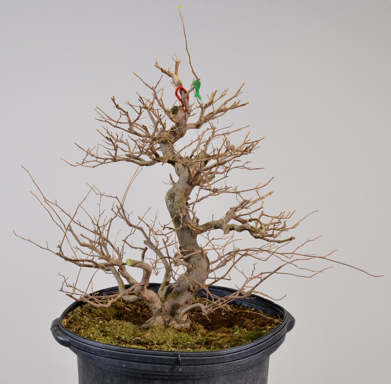 Deciduous Early Development Part V: Styrax