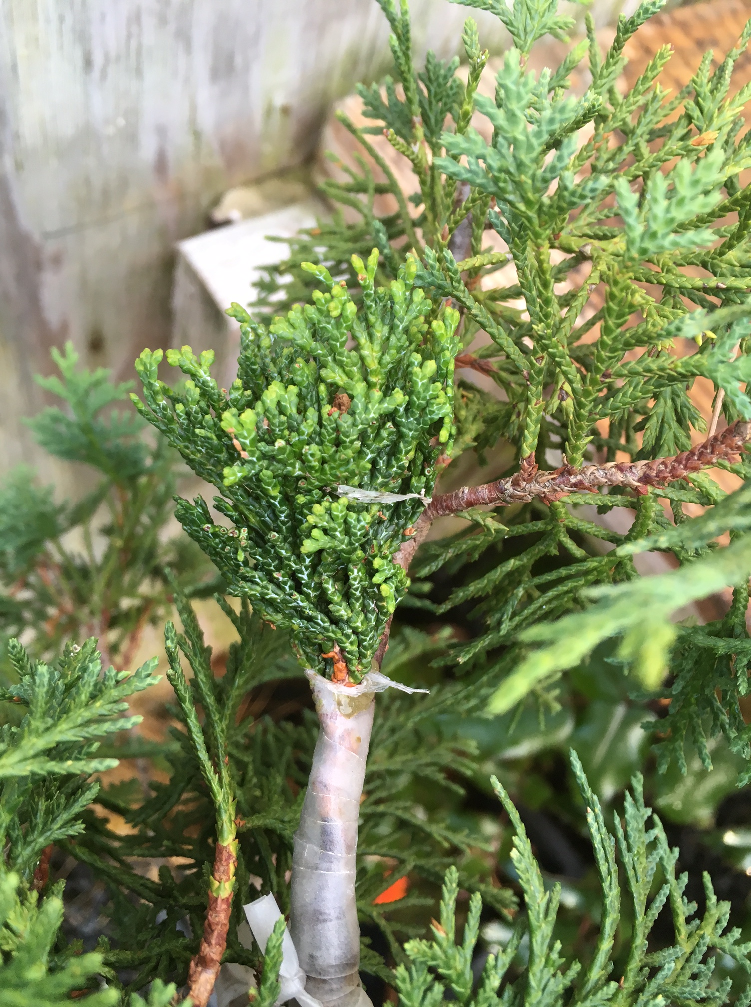 Grafting Cross-Genera Species: Chamaecyparis on Cupressus