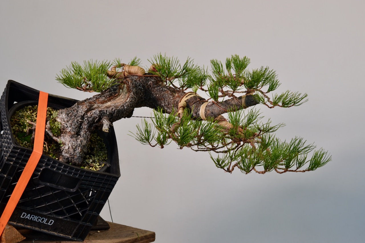 Shore Pine From Telperion Farms Styled-