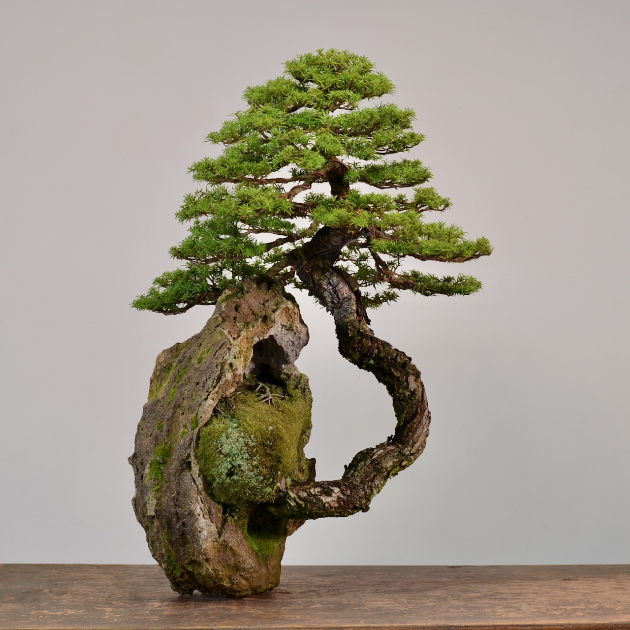 Hemlock On Rock : Revisit