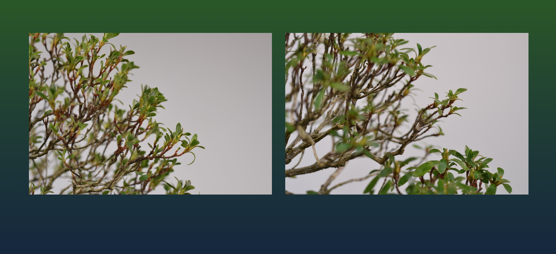 An Oft-Forgotten Repotting Clue-