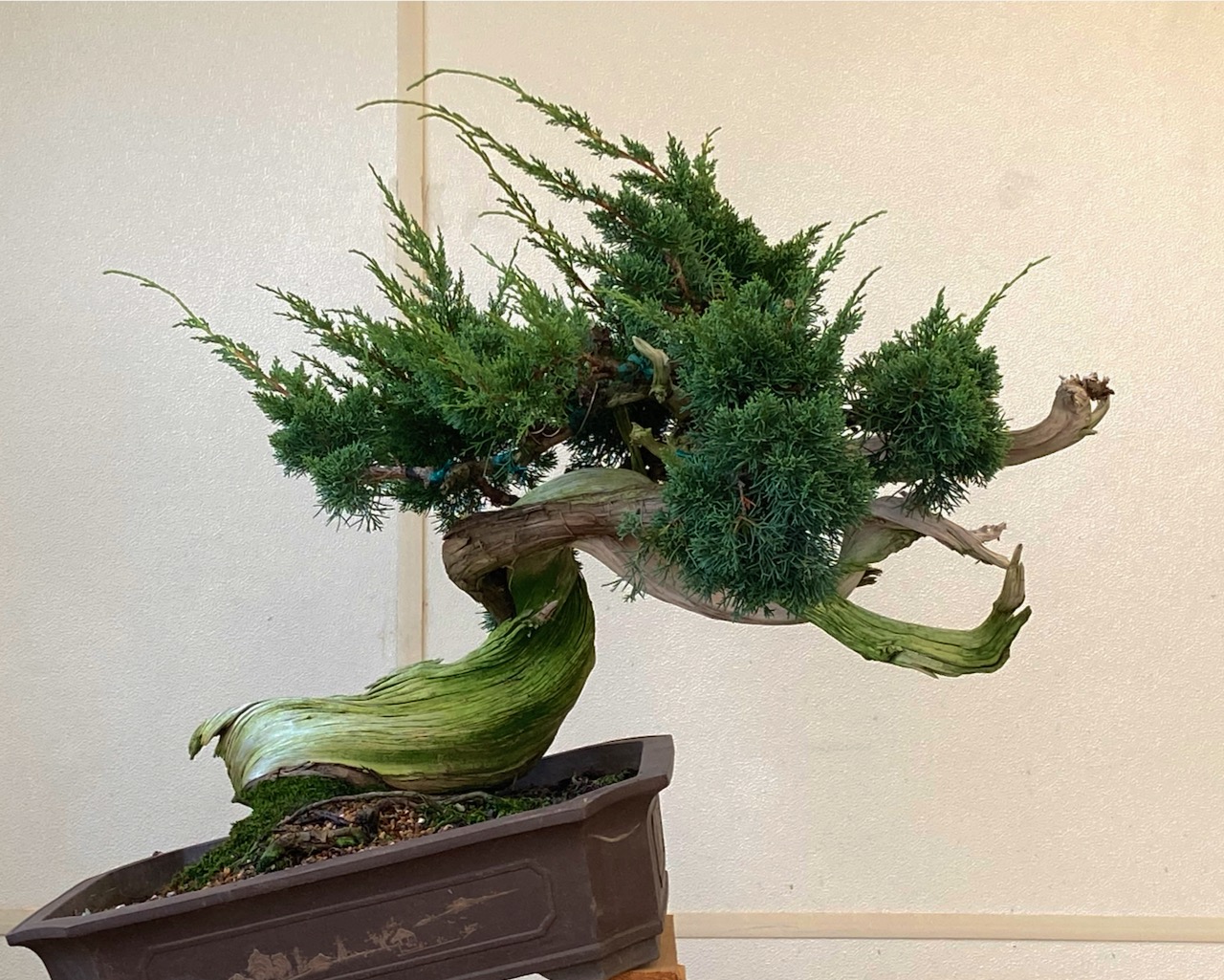 Progression Trees- | Michael Hagedorn