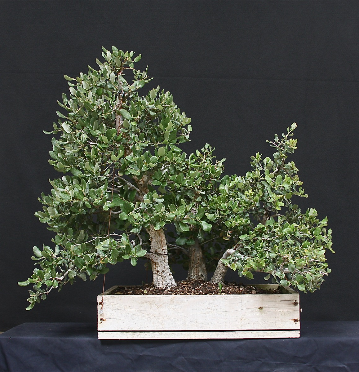 oak forrest 2009