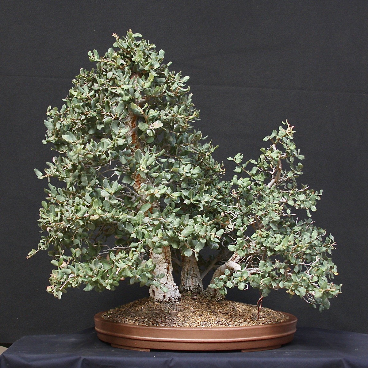 Oak Forrest 2012