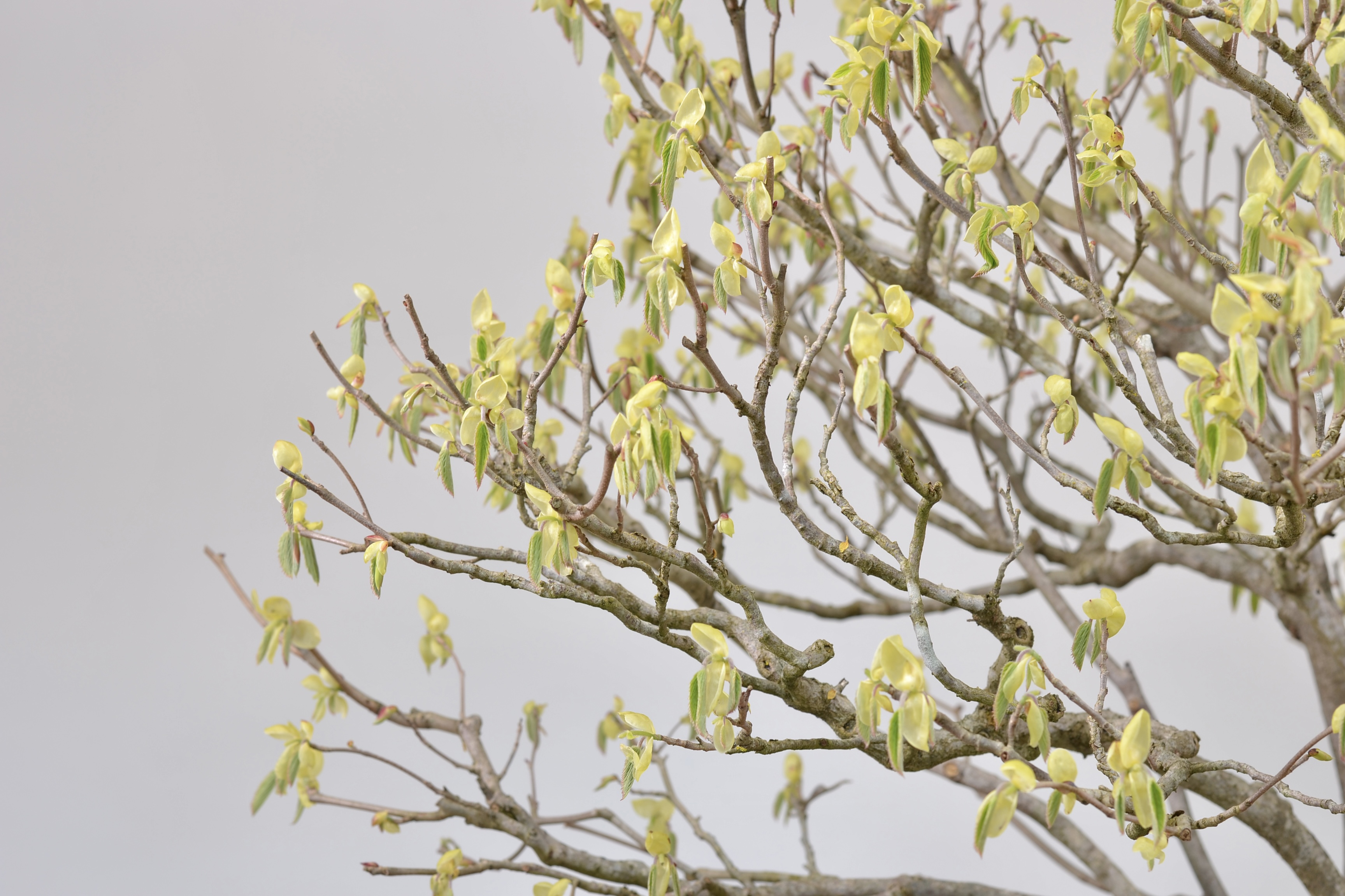 EAD5E55D-9D6C-43ED-86BA-EF5000EB59F3