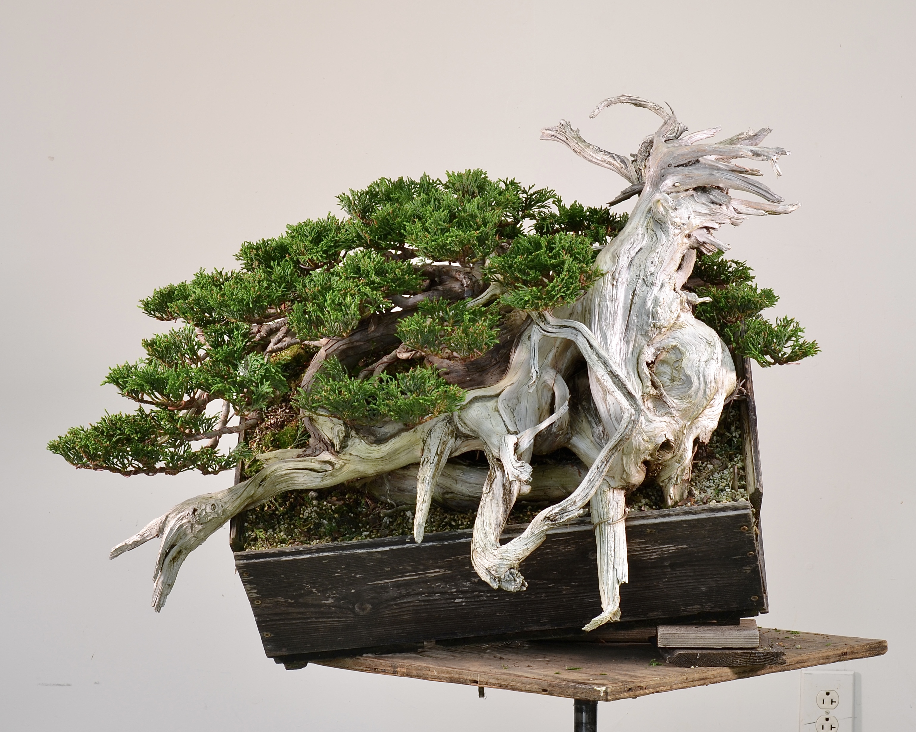 Yellow Cedar, Second Draft-