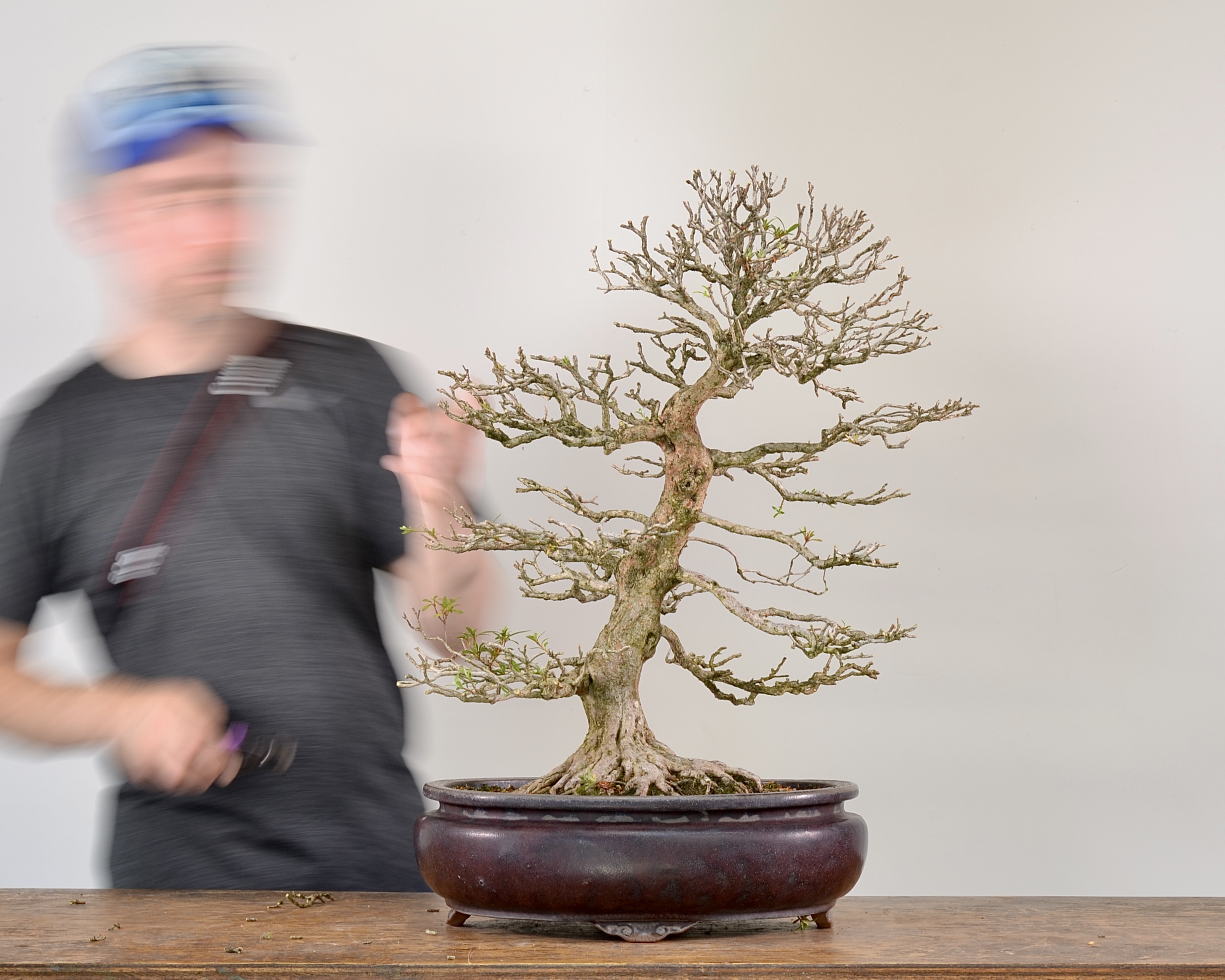 Three Azaleas—Three Techniques