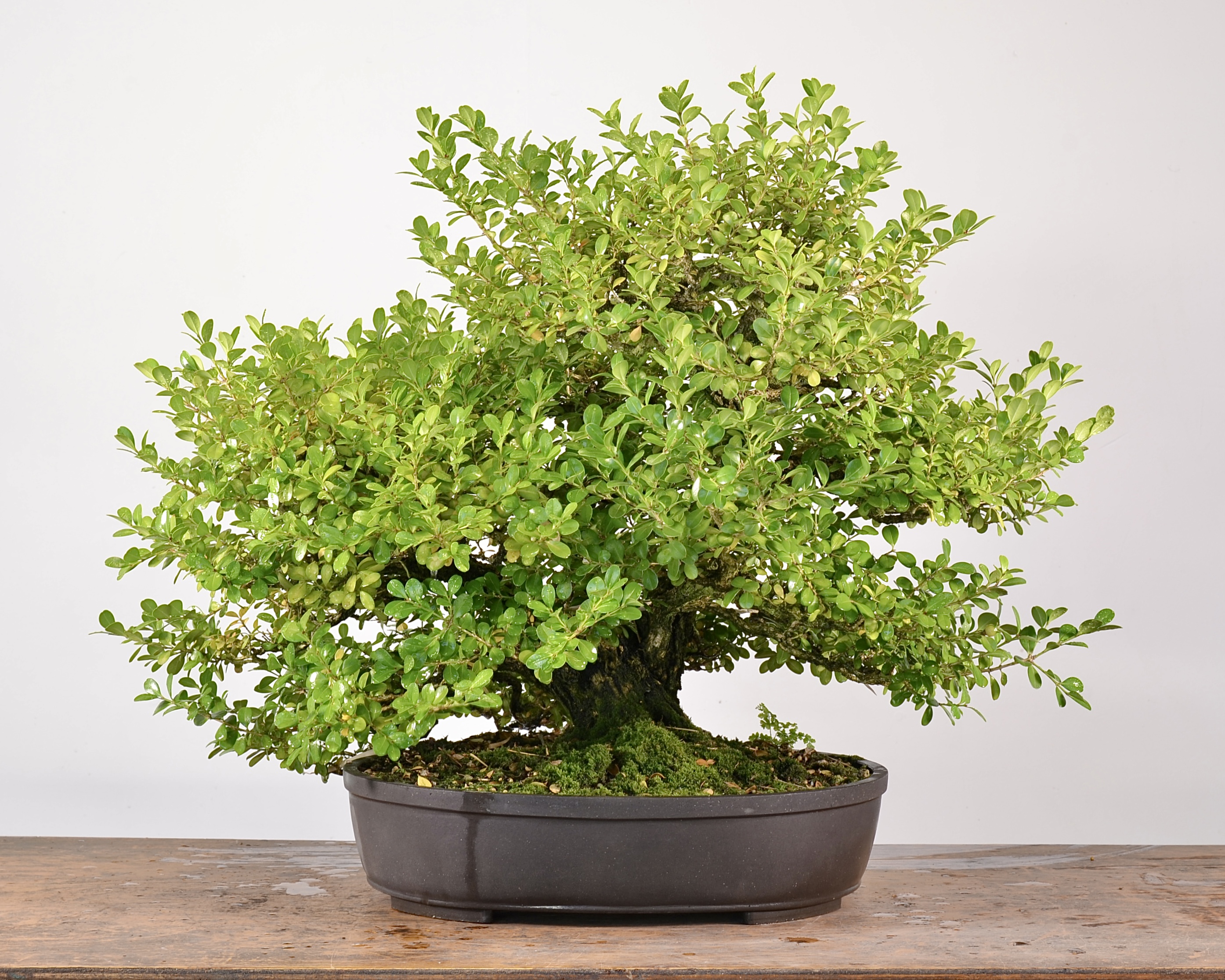 FAA086A9-6B62-4583-B921-26790457D997