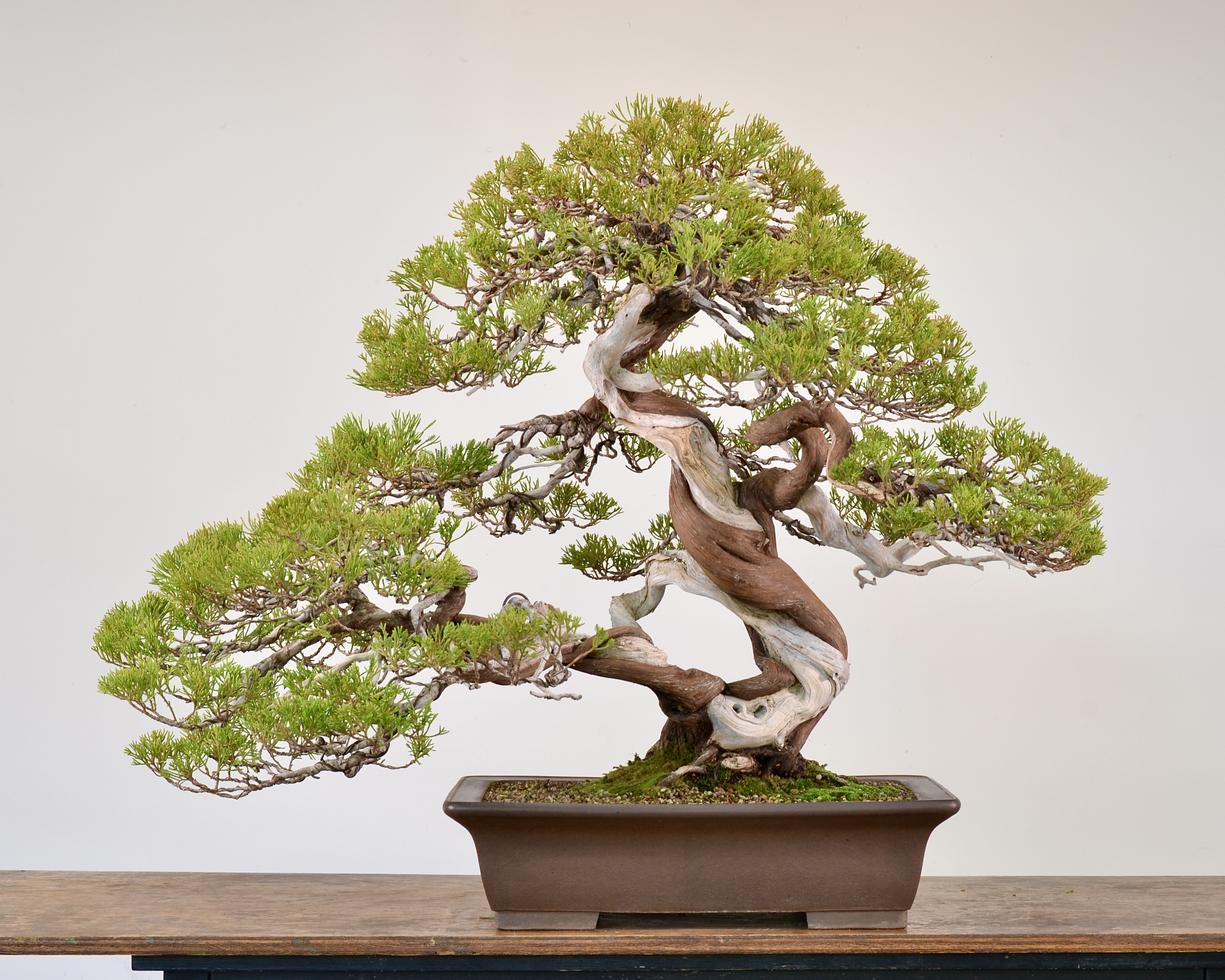 Reworking a Taiwan Juniper