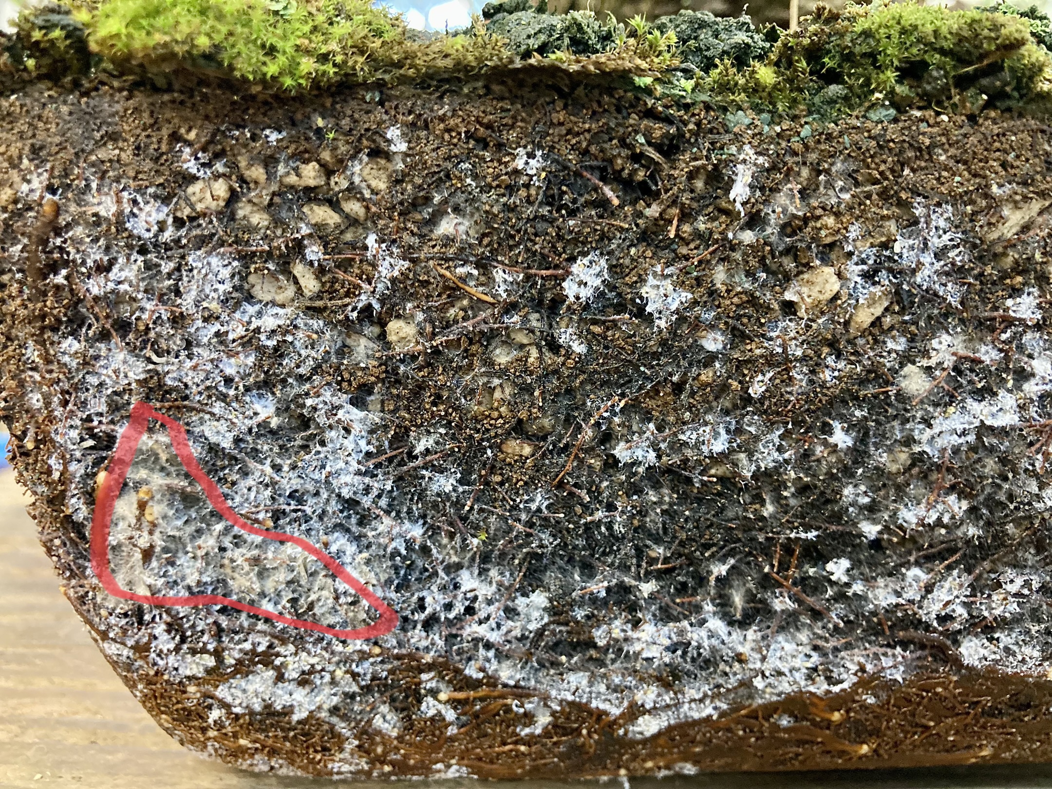 66D6797F-8E0C-41C5-8CAC-08A1E0D9B249