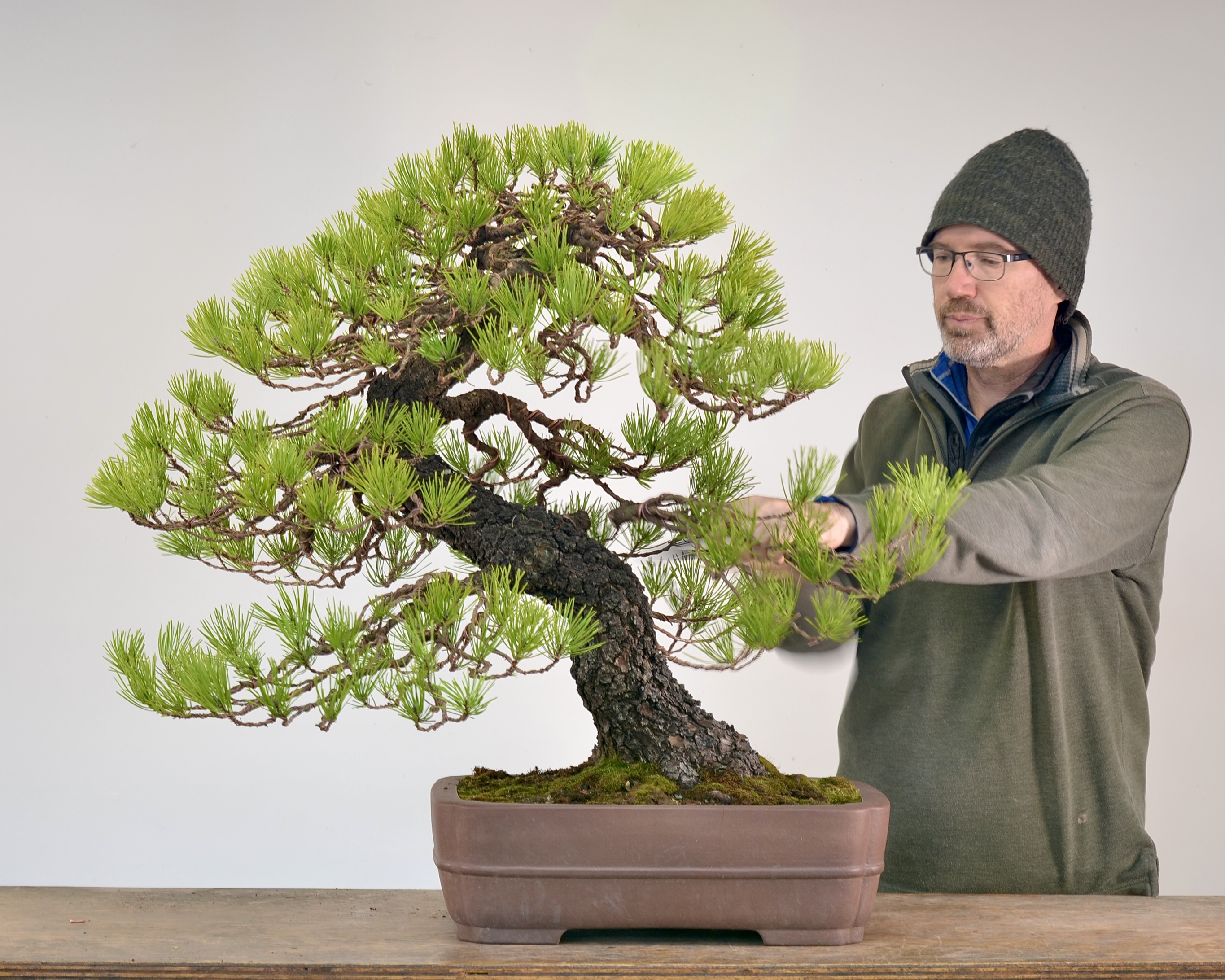 Major Branch Removal: Shore Pine