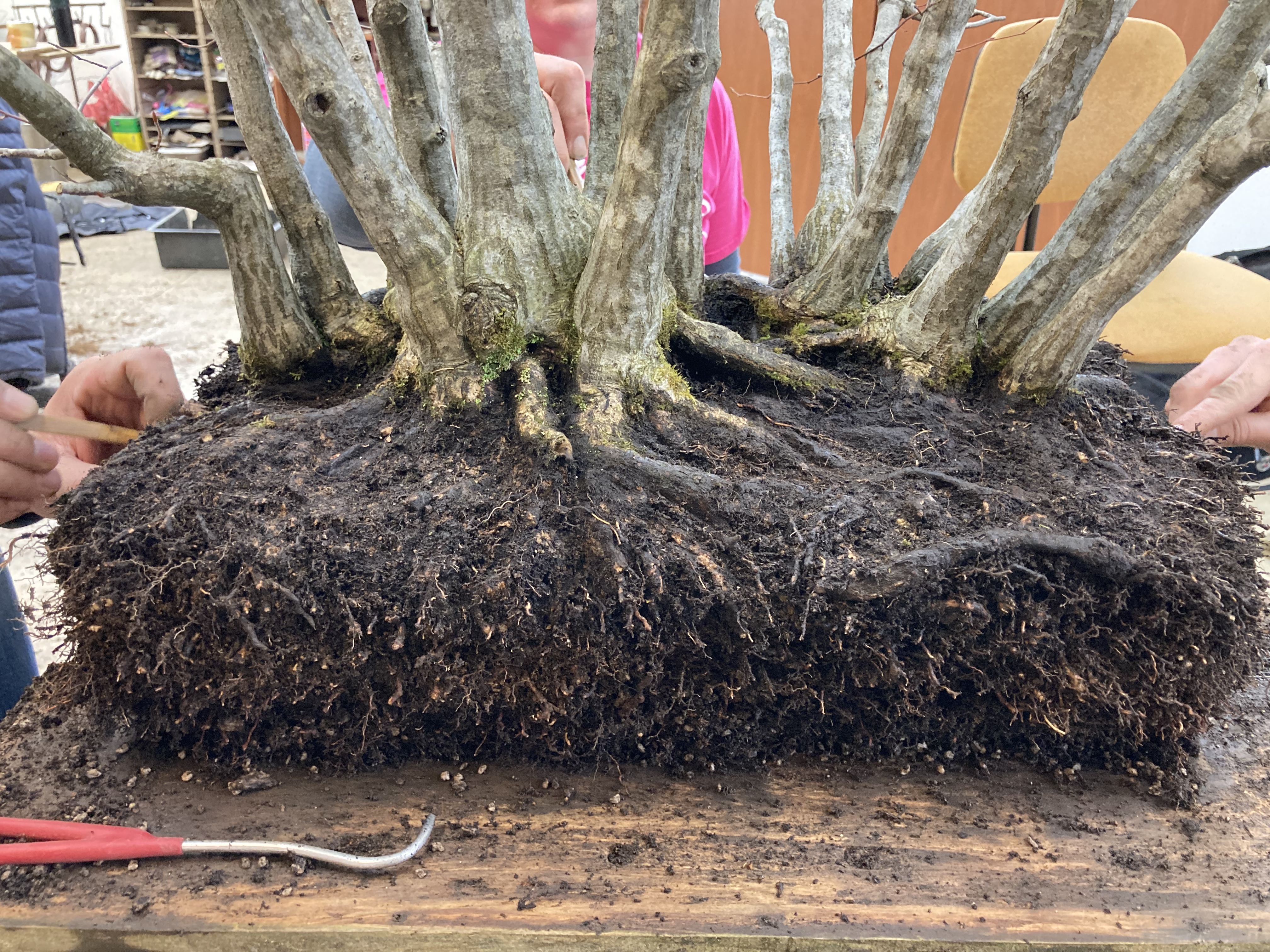 Repotting Closeups 2023