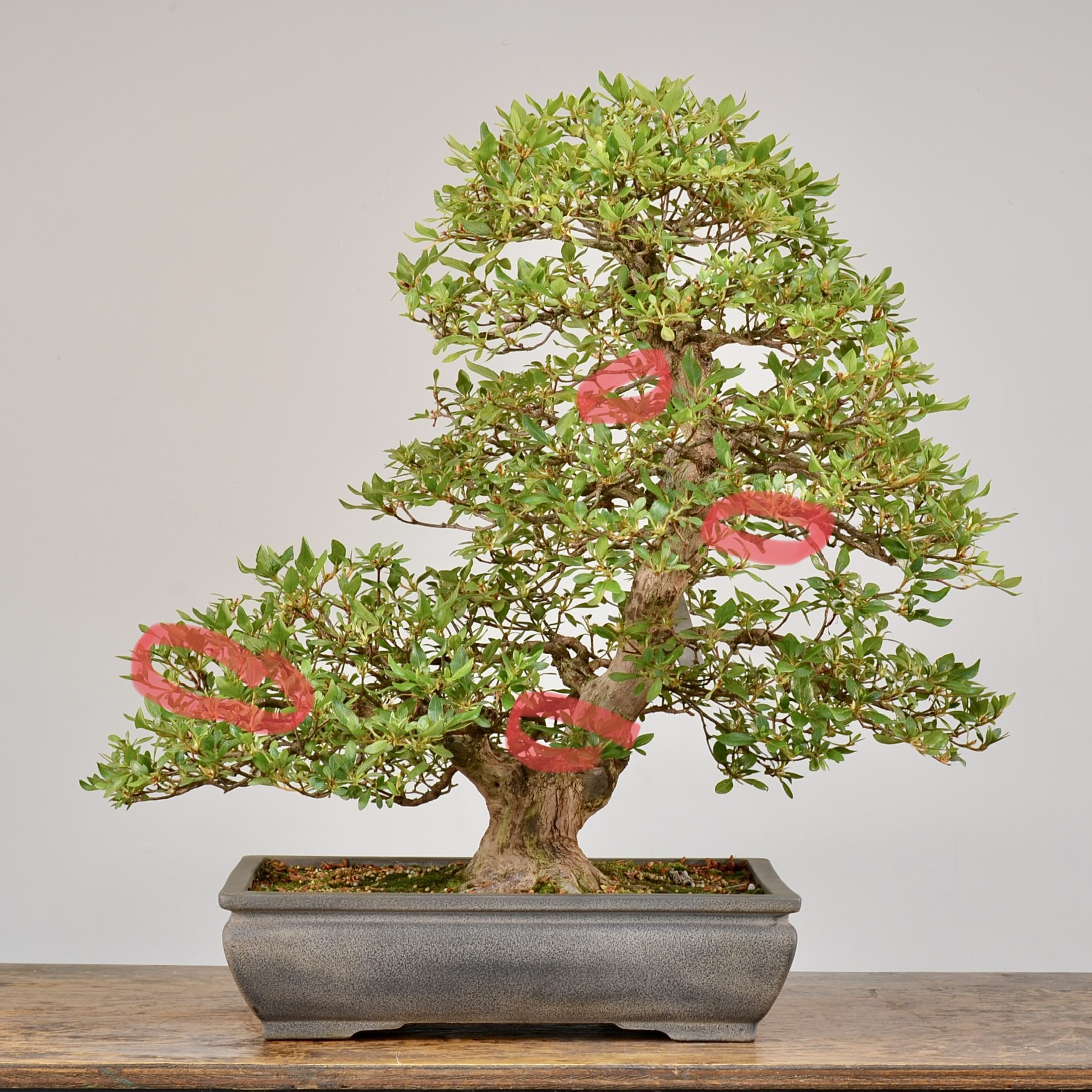 Pruning Decisions on a Satsuki