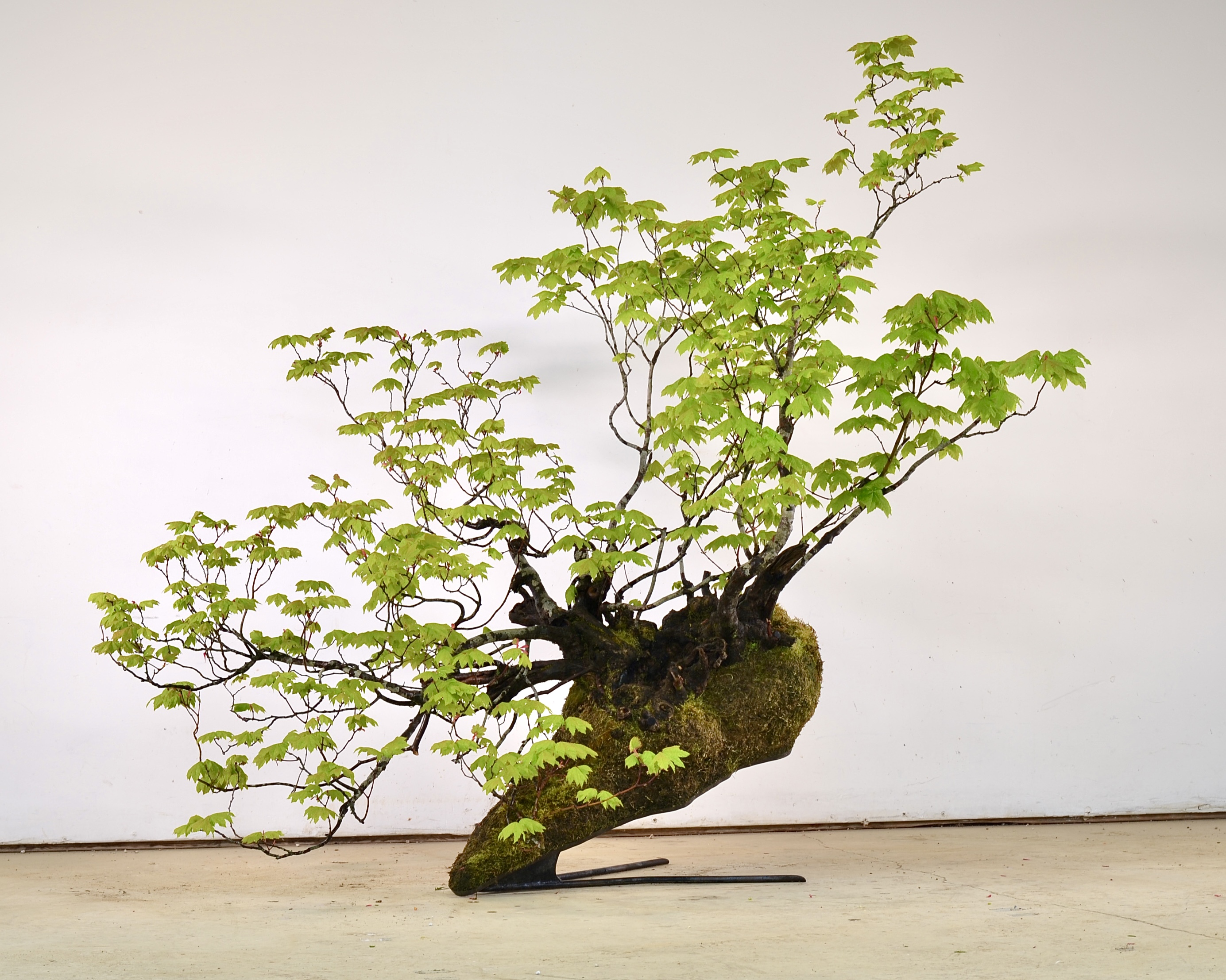 Vine Maple Clump Revisit-