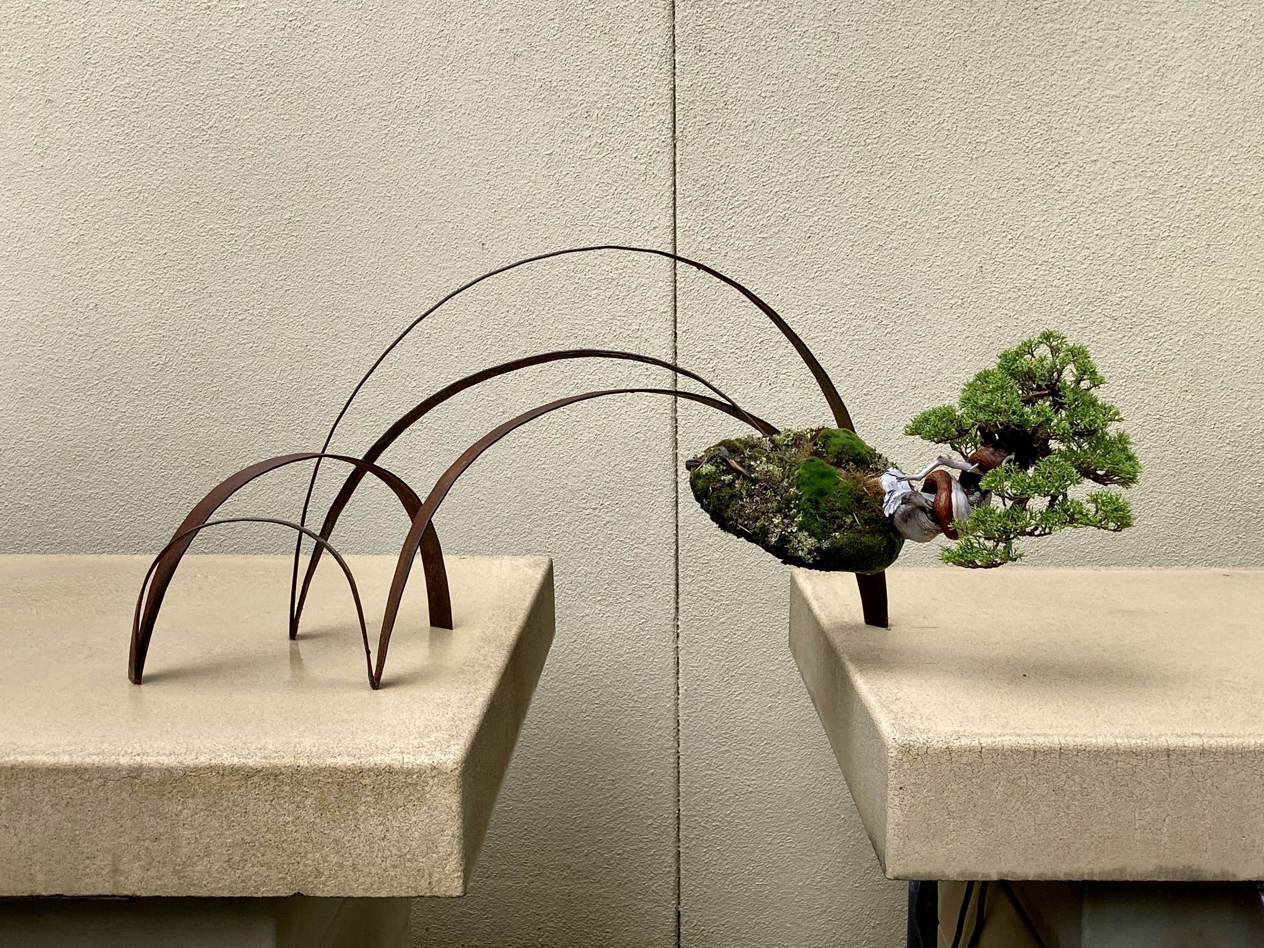 Juniper and Pine displays at Pacific Bonsai Museum