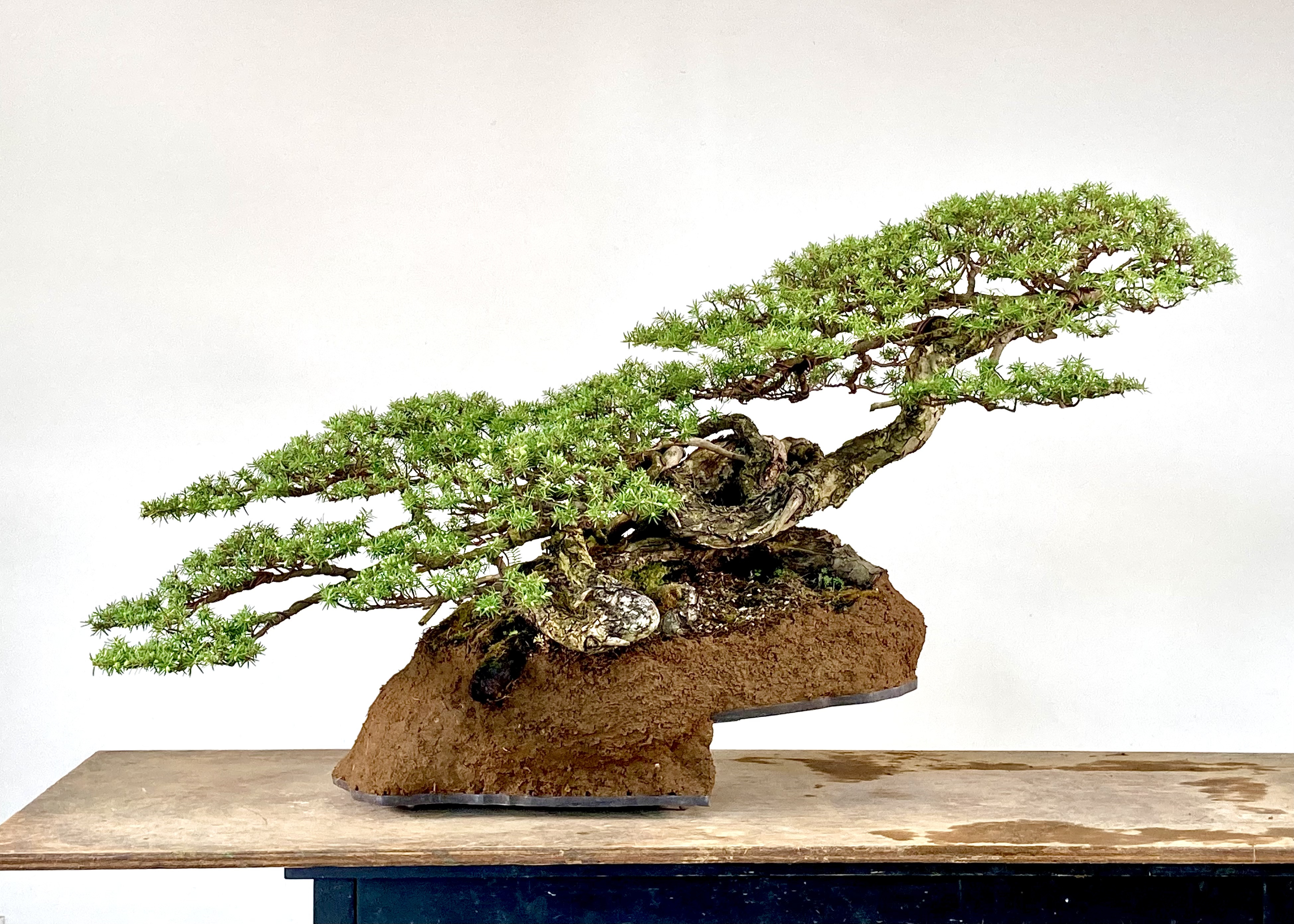 A Two-tiered Hemlock Presentation-