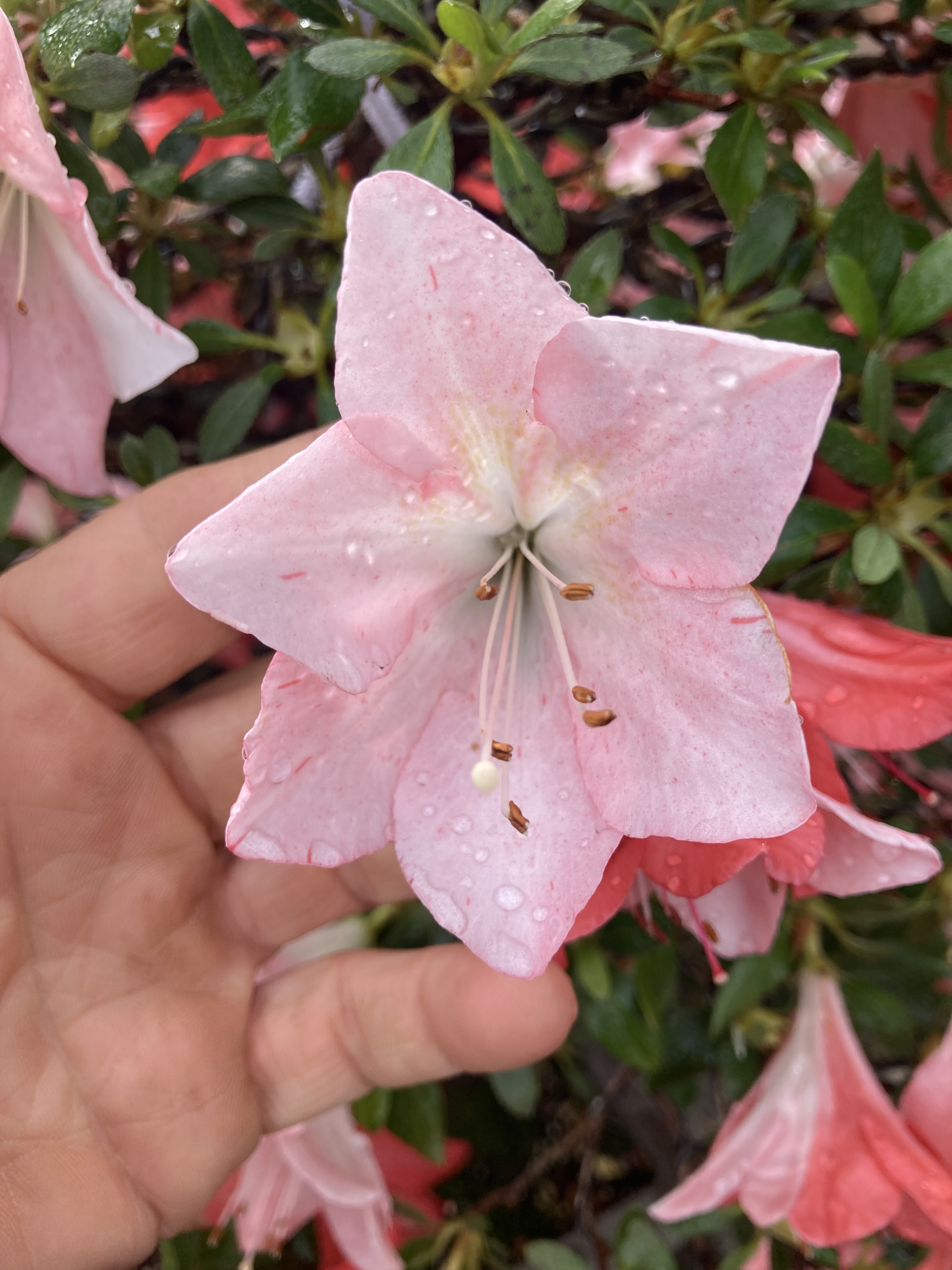 0FF46CC2-F06B-4FA8-87B0-559B78CE809E