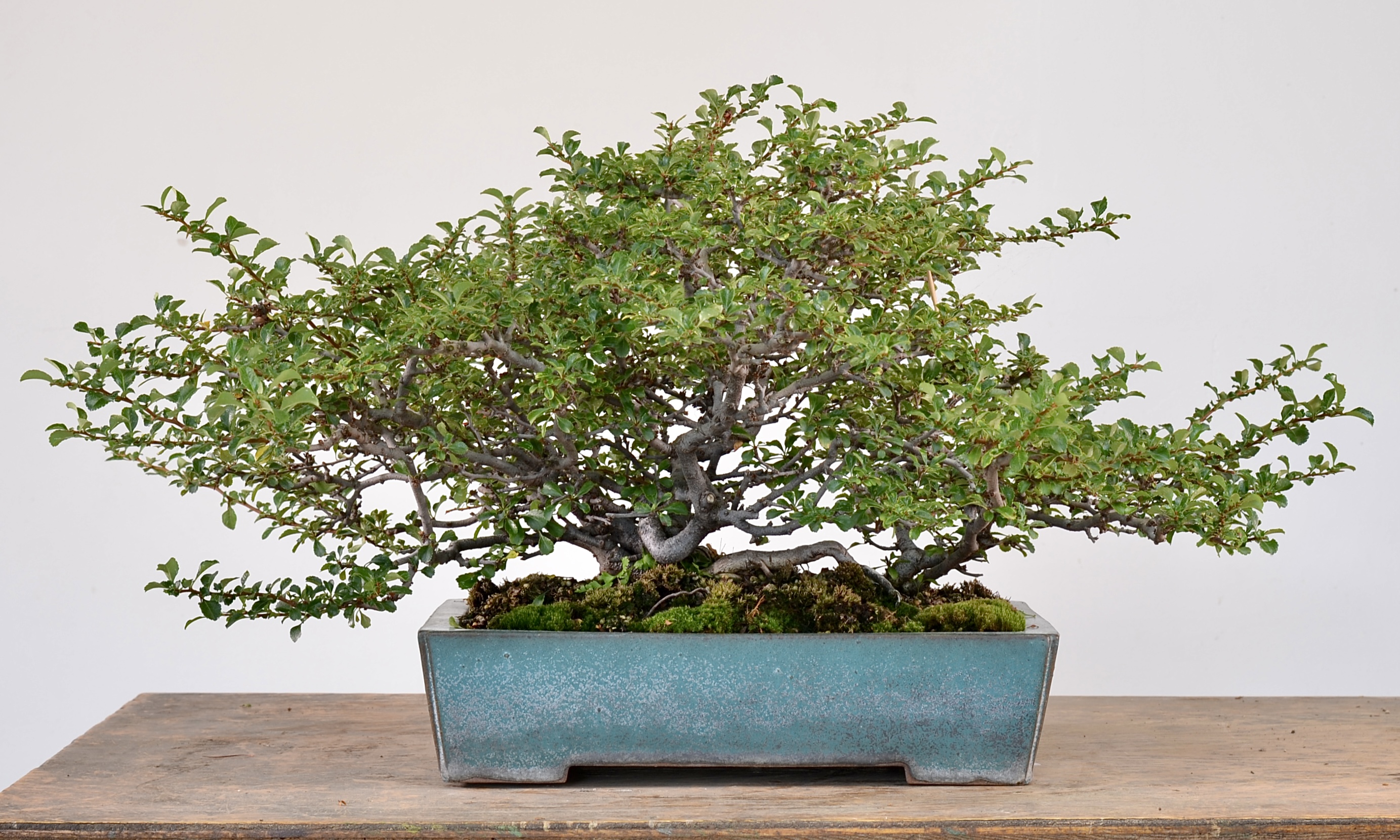 Summer Chojubai Trim