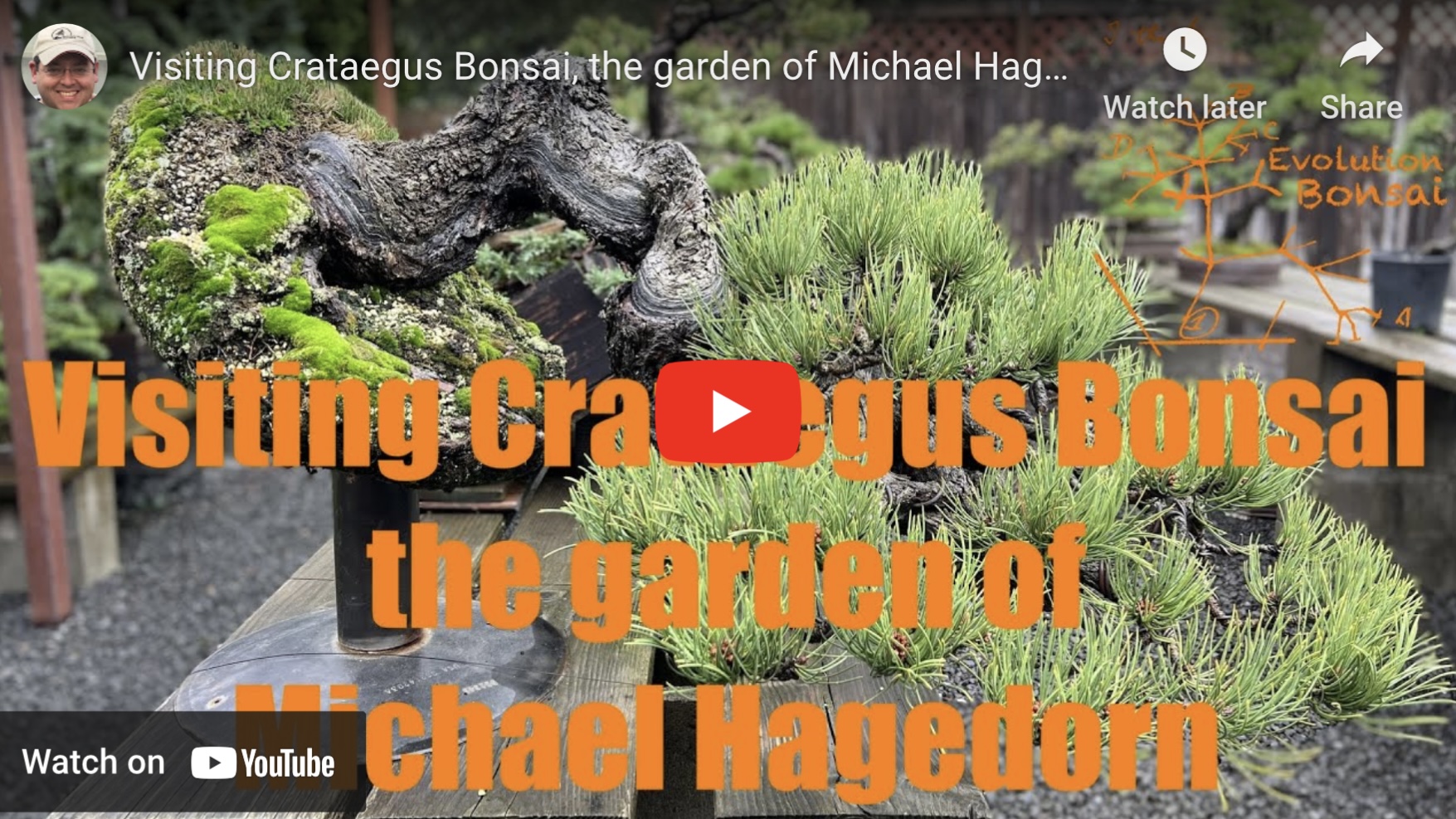 Videos Of Crataegus Bonsai