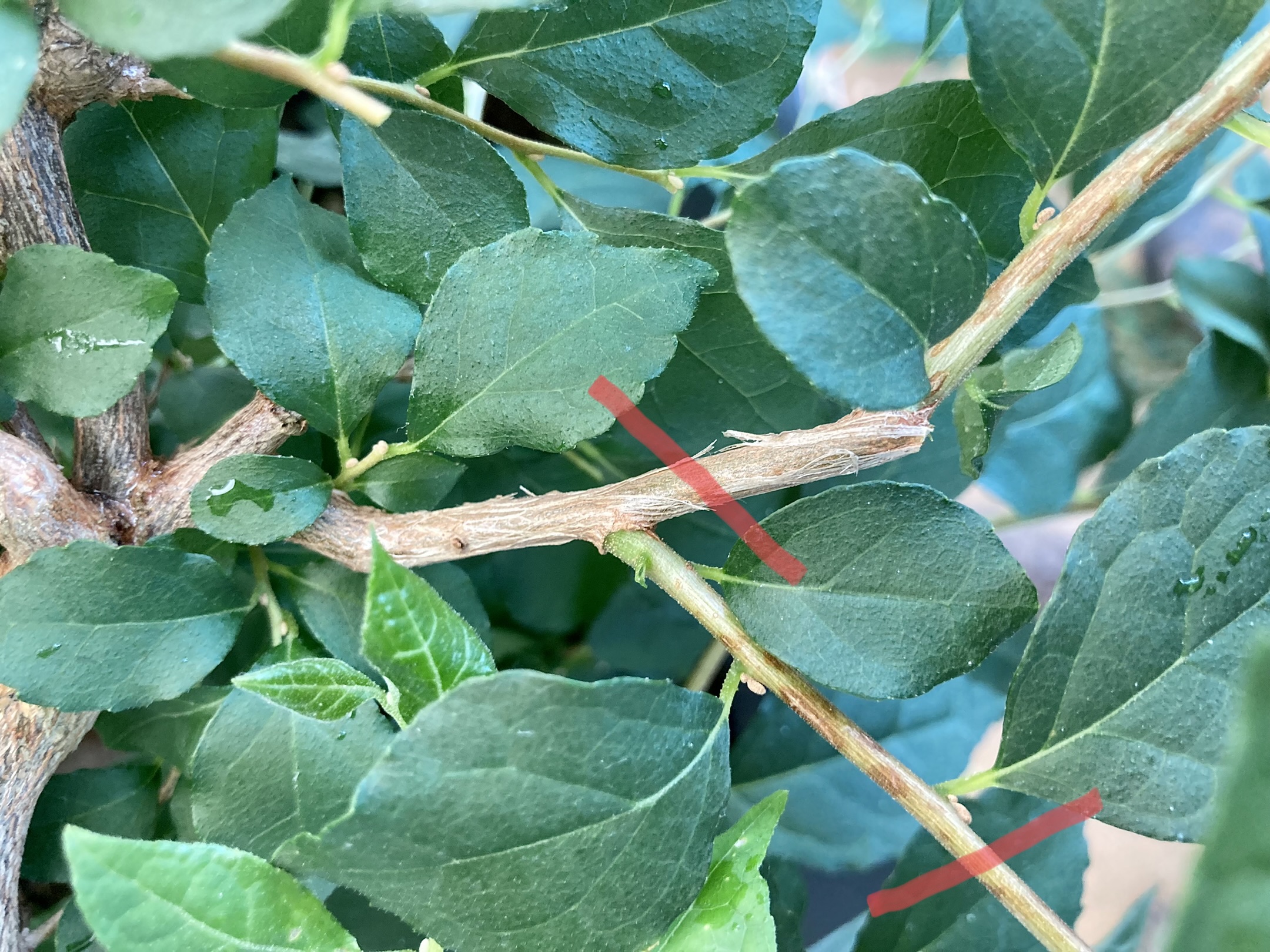 A Simple Guide To Directional Pruning