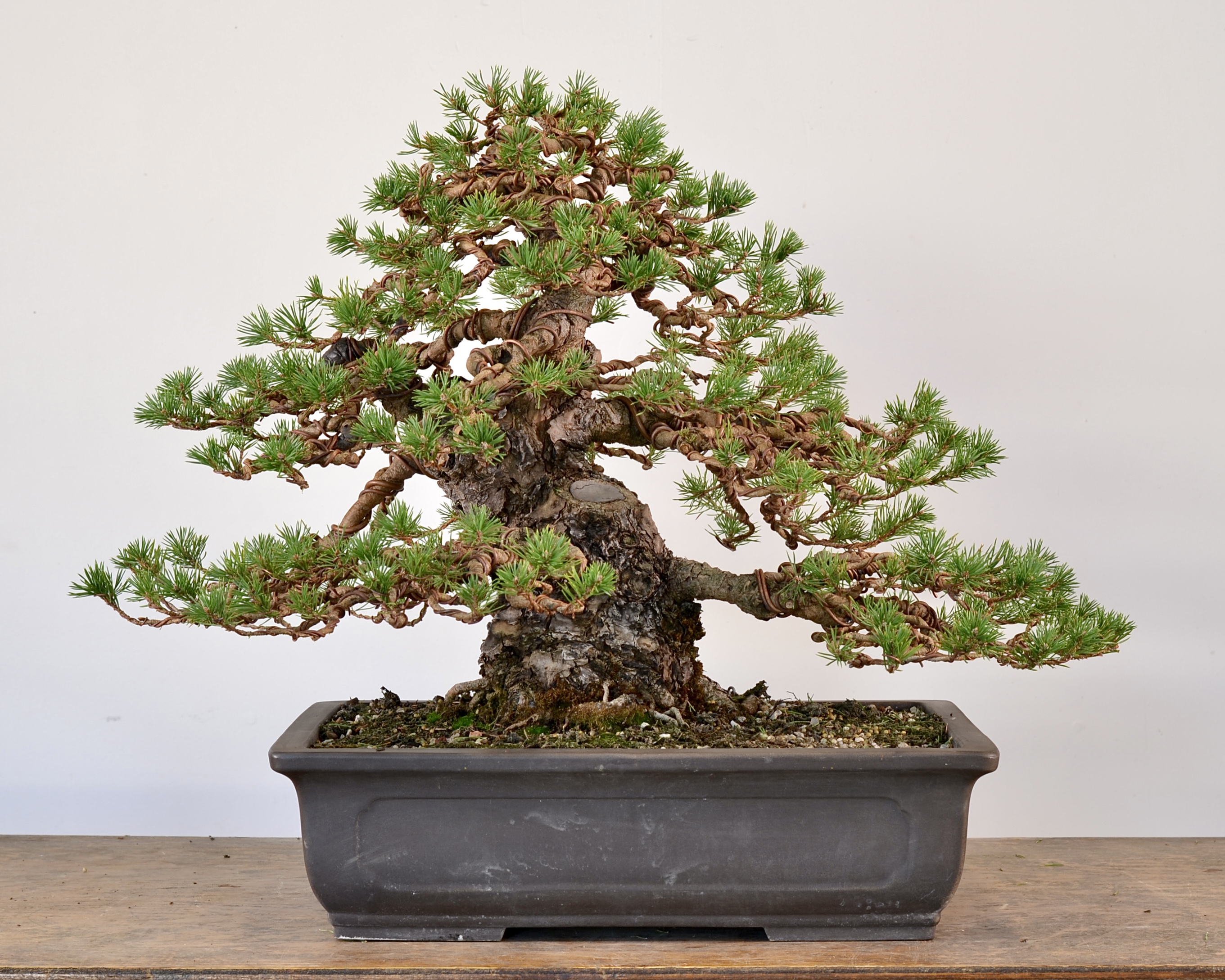 Carmen Wires a Scots Pine