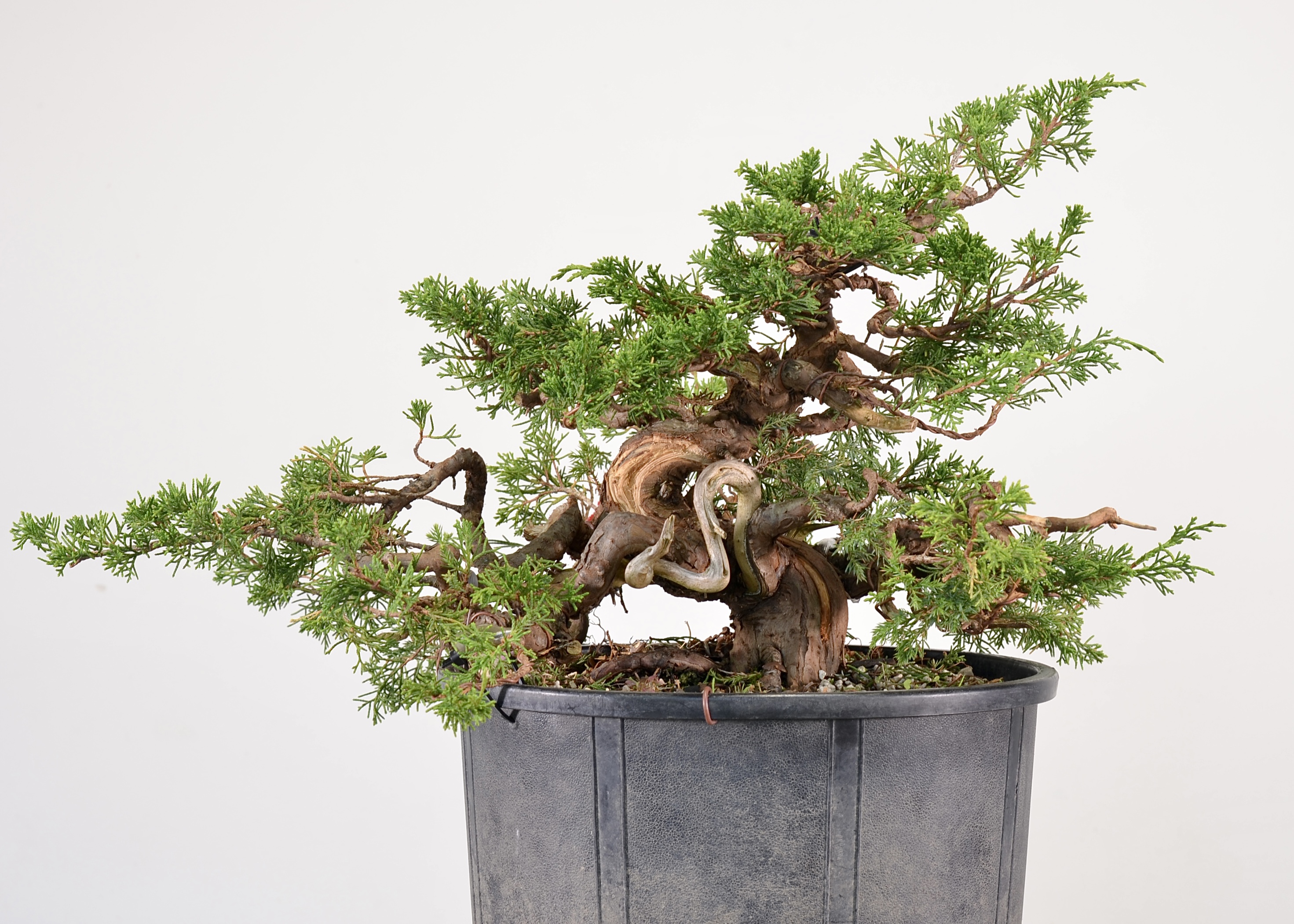 Young Juniper Stock: Pt. I, Pre-Styling