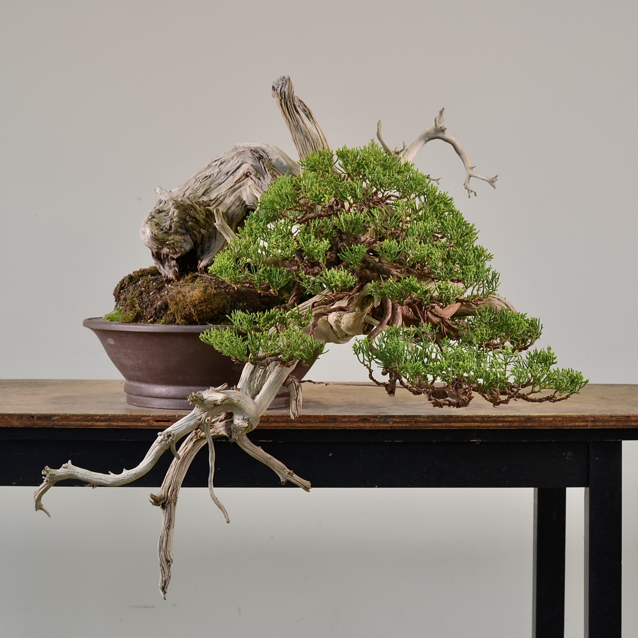 Reworking An Old Juniper