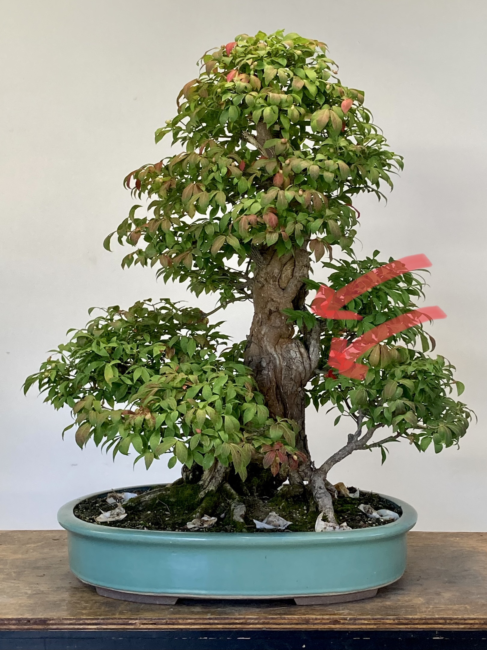 Burning Bush with Thread Grafts