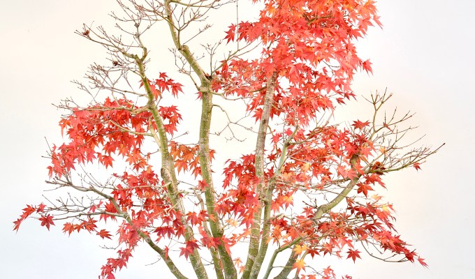 Pruning Japanese Maples And Clumps