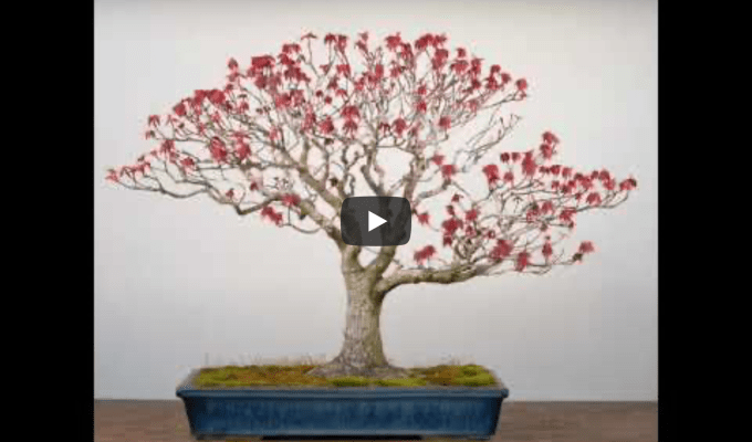 Red Maple 32-Year Animated History