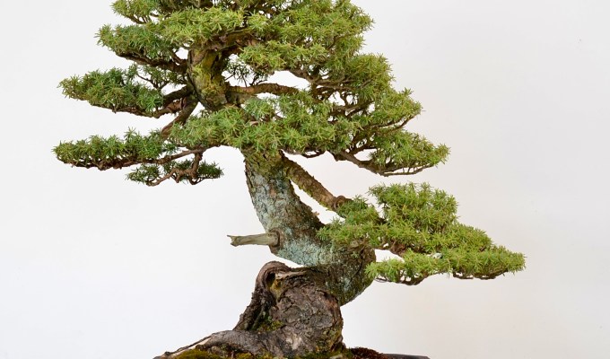 Mountain Hemlock Redesign—