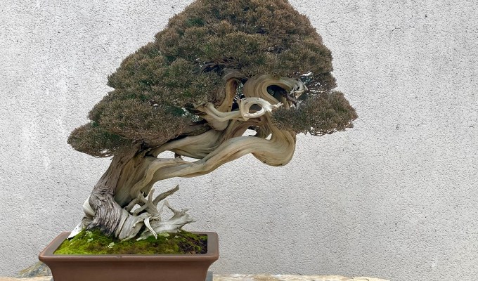 Luis Vallejo Bonsai Museum, Spain