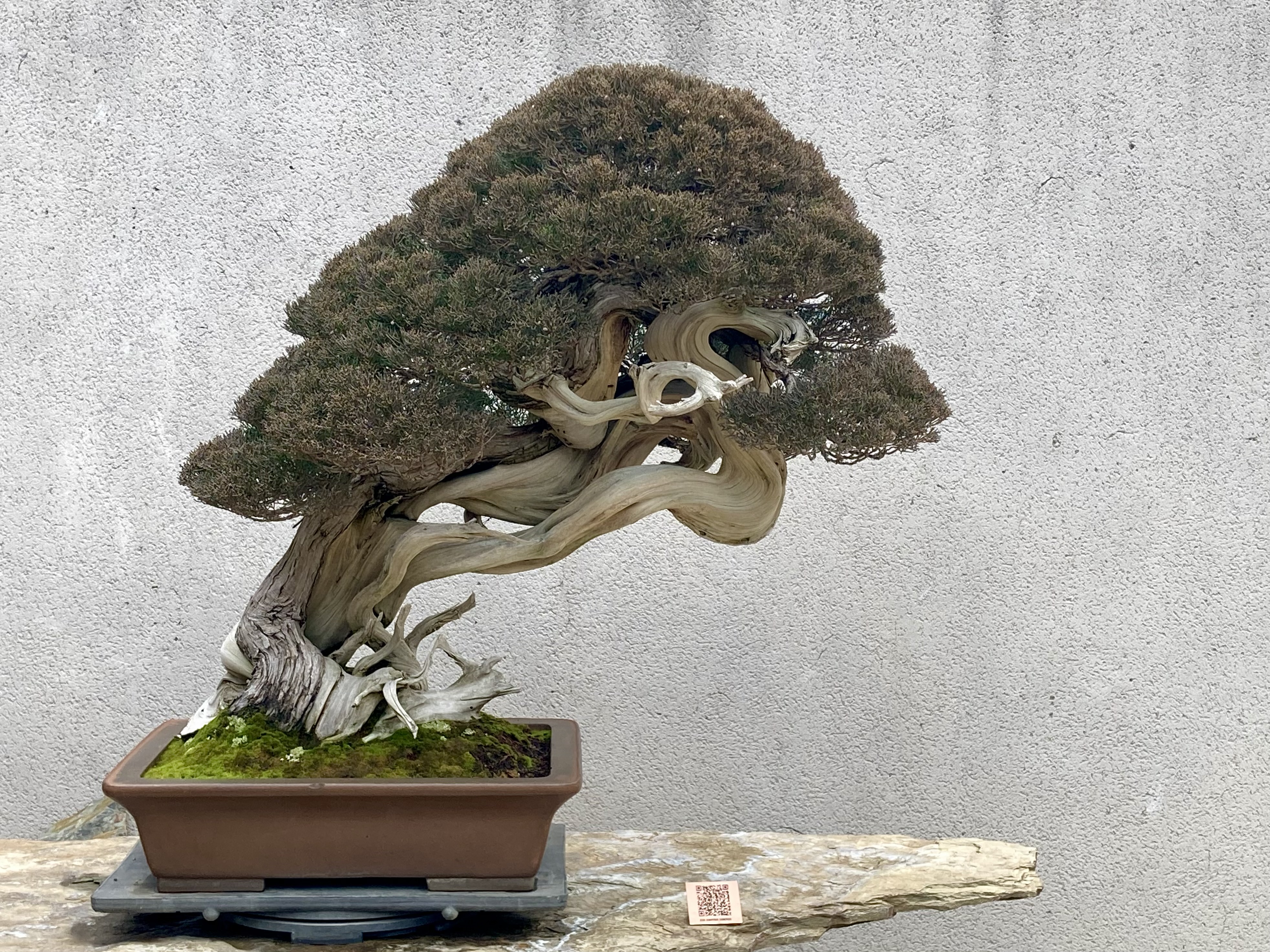 Luis Vallejo Bonsai Museum, Spain | Michael Hagedorn